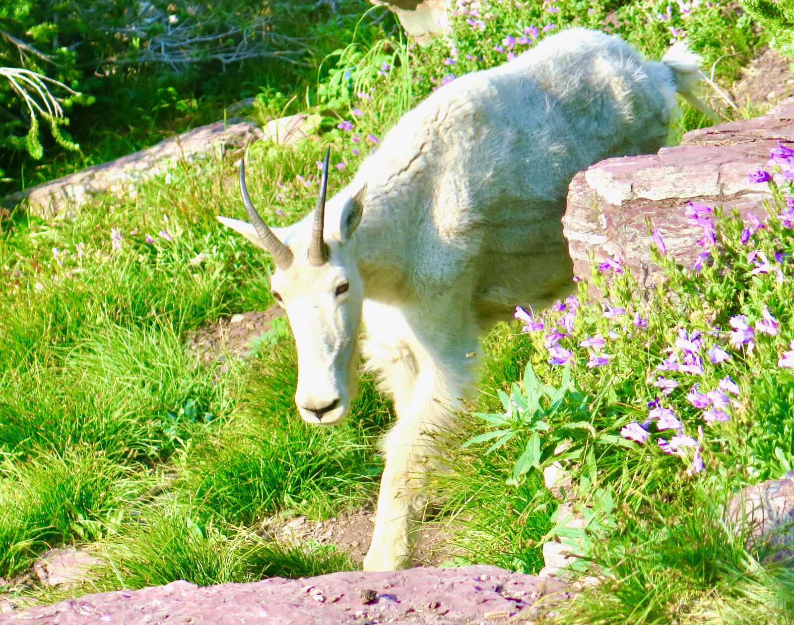 Canon PowerShot G16 sample photo. Mountain goat, animal, horns photography