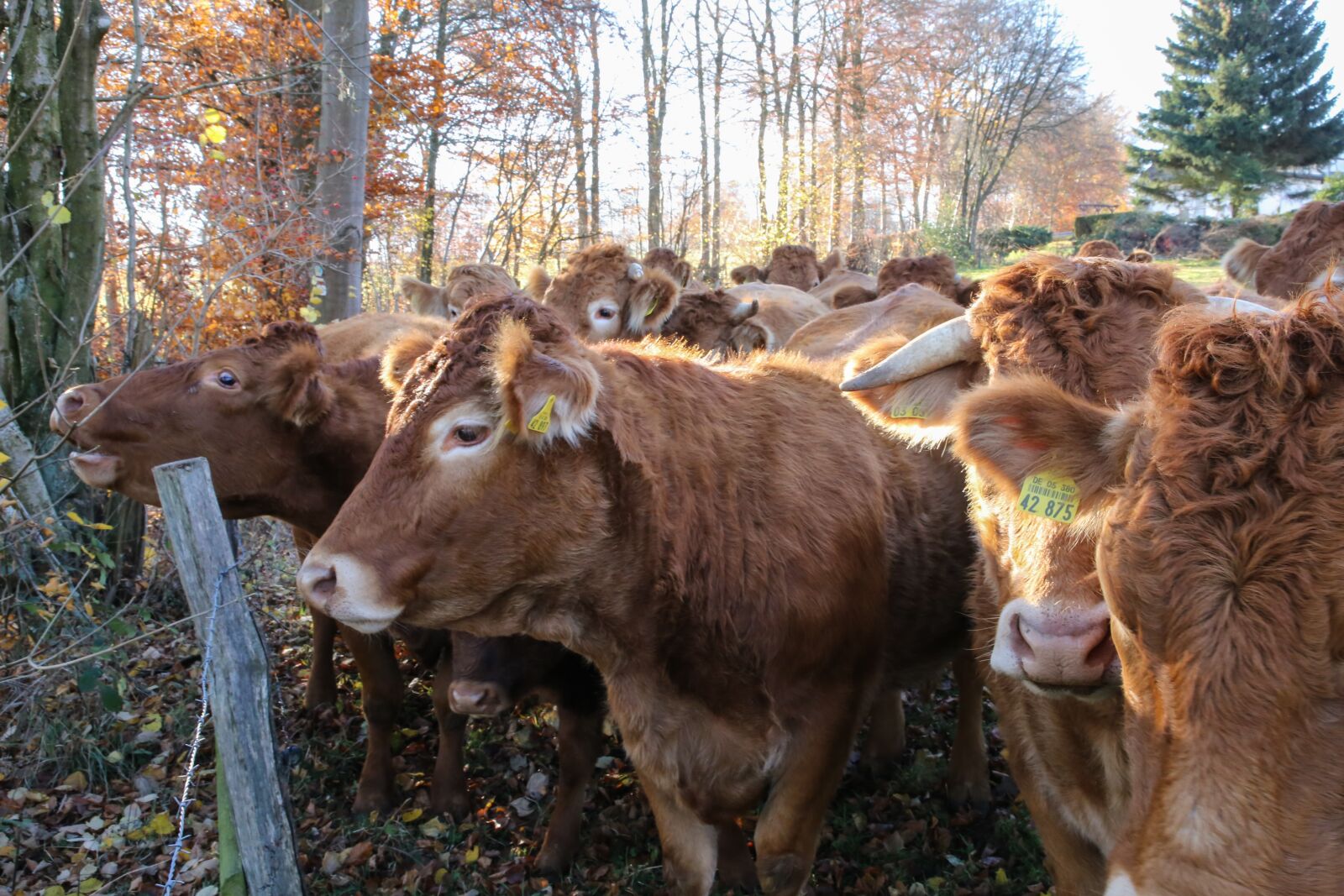 Canon EF 24-105mm F4L IS II USM sample photo. Cow herd, herd of photography