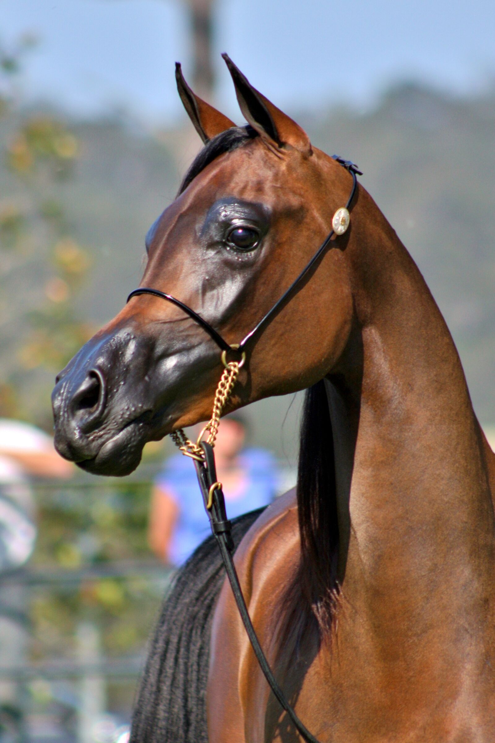 Canon EOS 40D sample photo. Arabian, horse, equine photography
