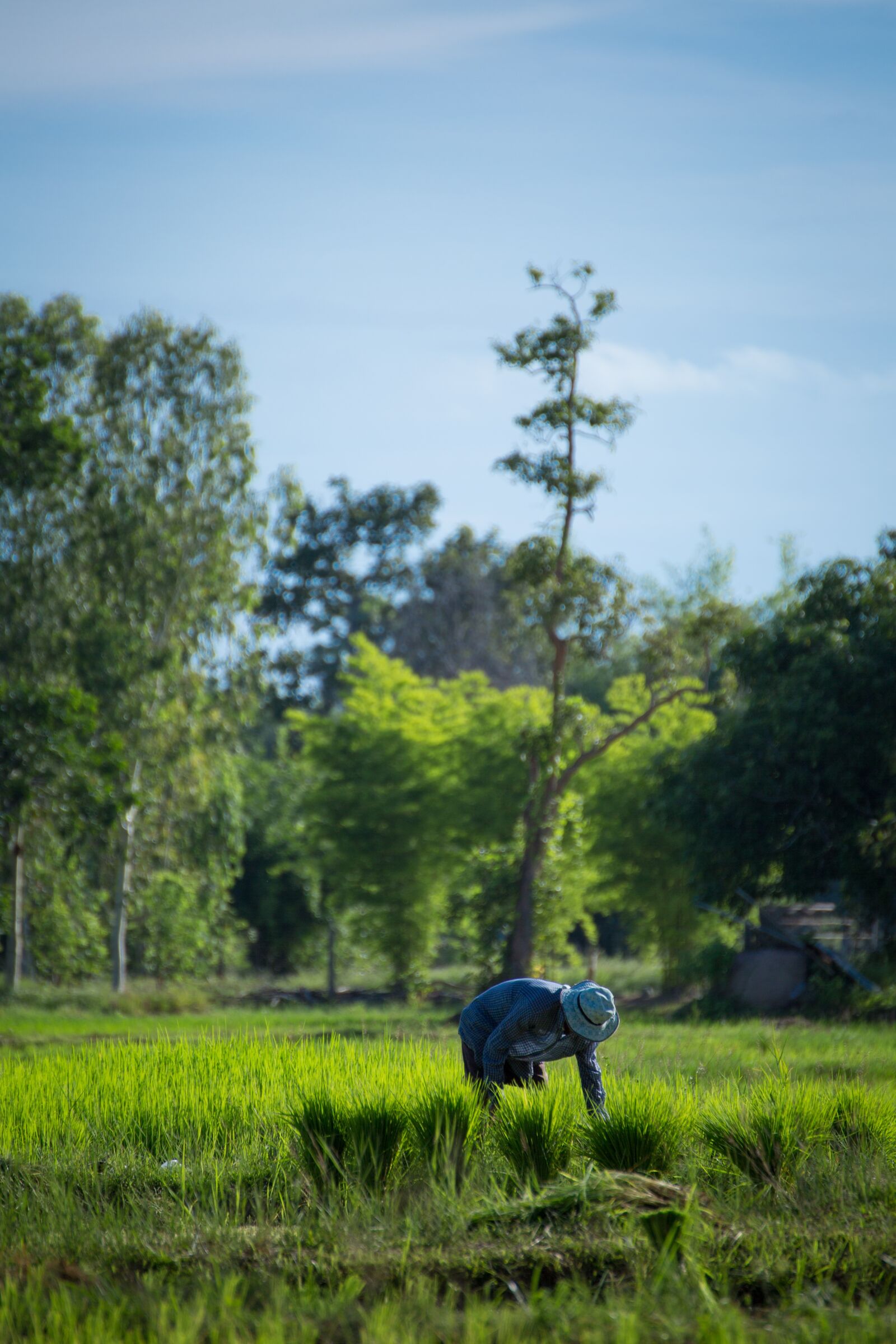 Canon EOS 5D Mark III sample photo. Farmer, thailand, udon thani photography