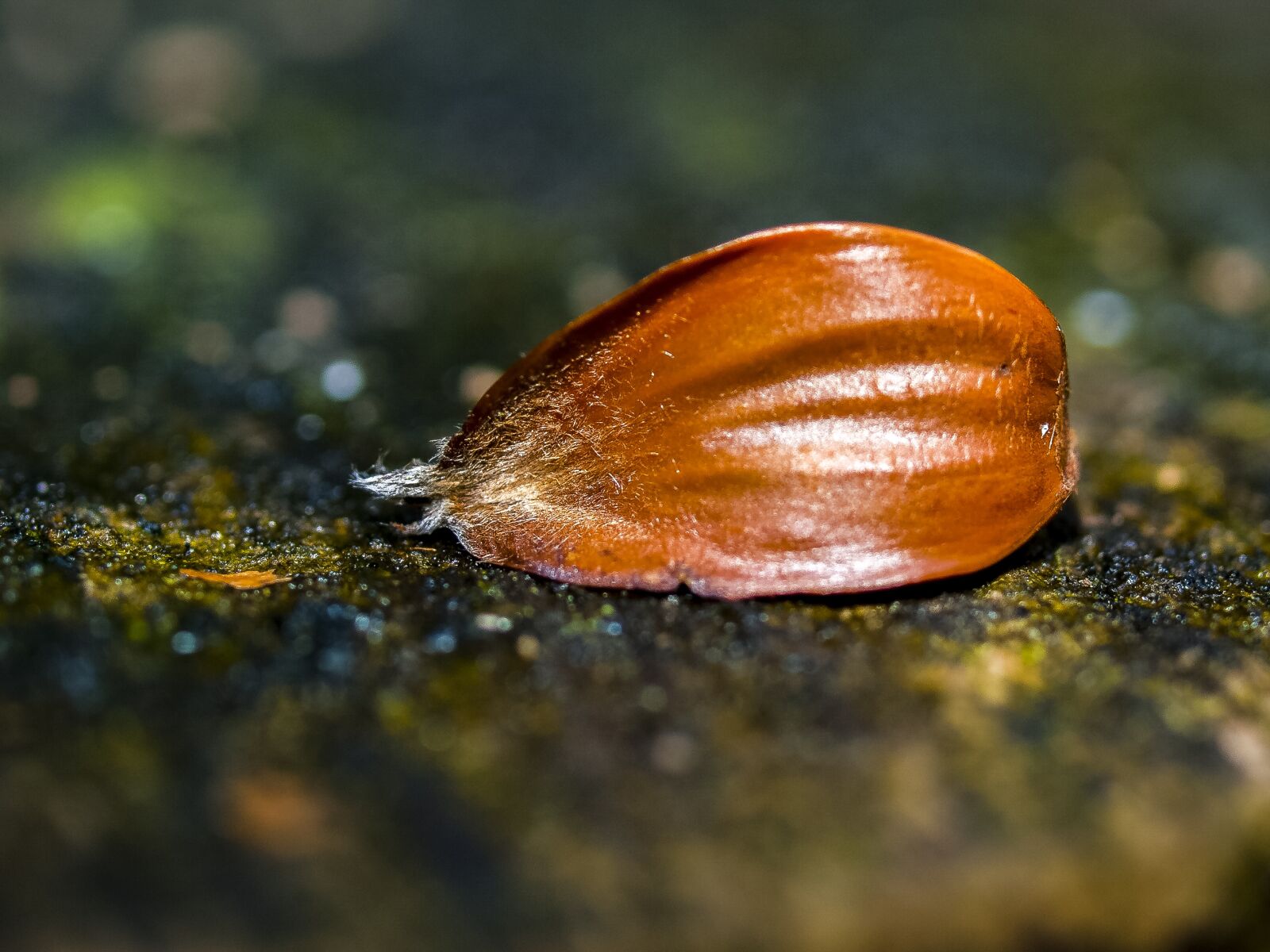 Olympus E-3 sample photo. Beechnut, fruit, nature photography
