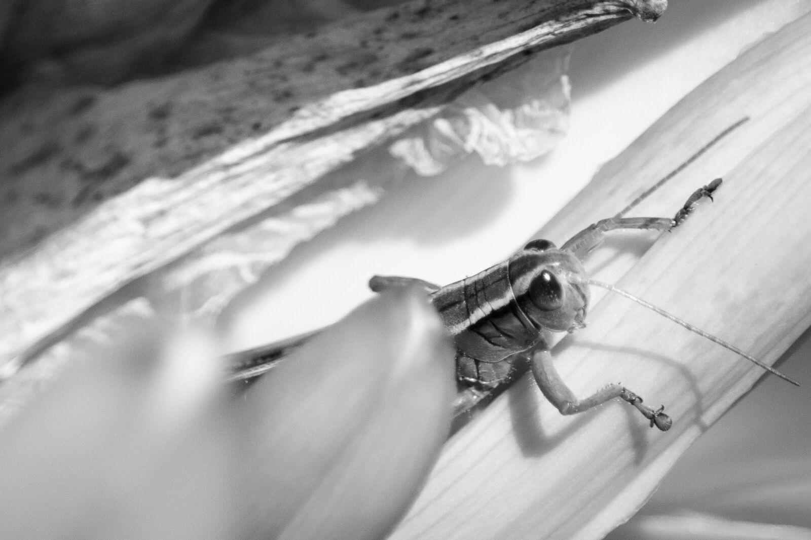 Canon EOS 700D (EOS Rebel T5i / EOS Kiss X7i) sample photo. Nature, grasshopper, macro photography