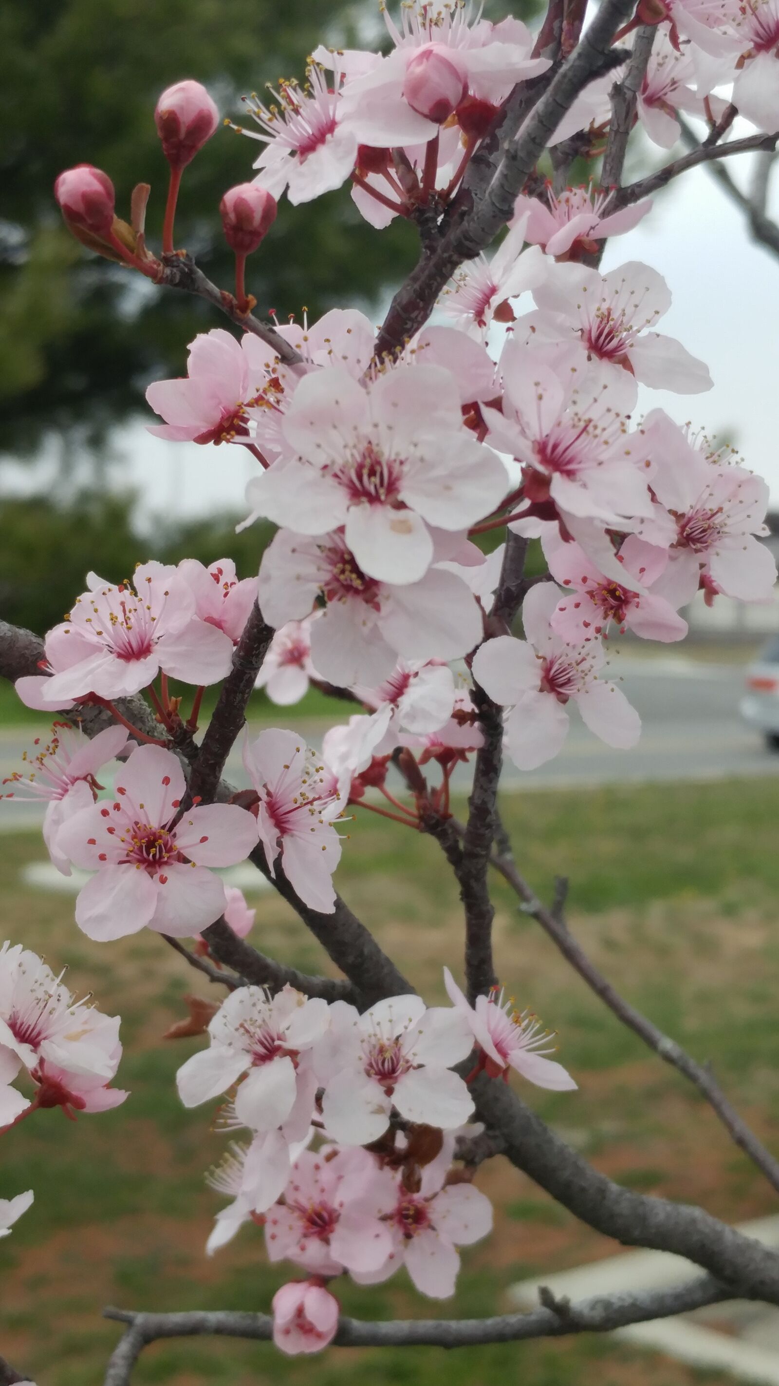 LG G5 sample photo. Flowers, cherry, blossom photography