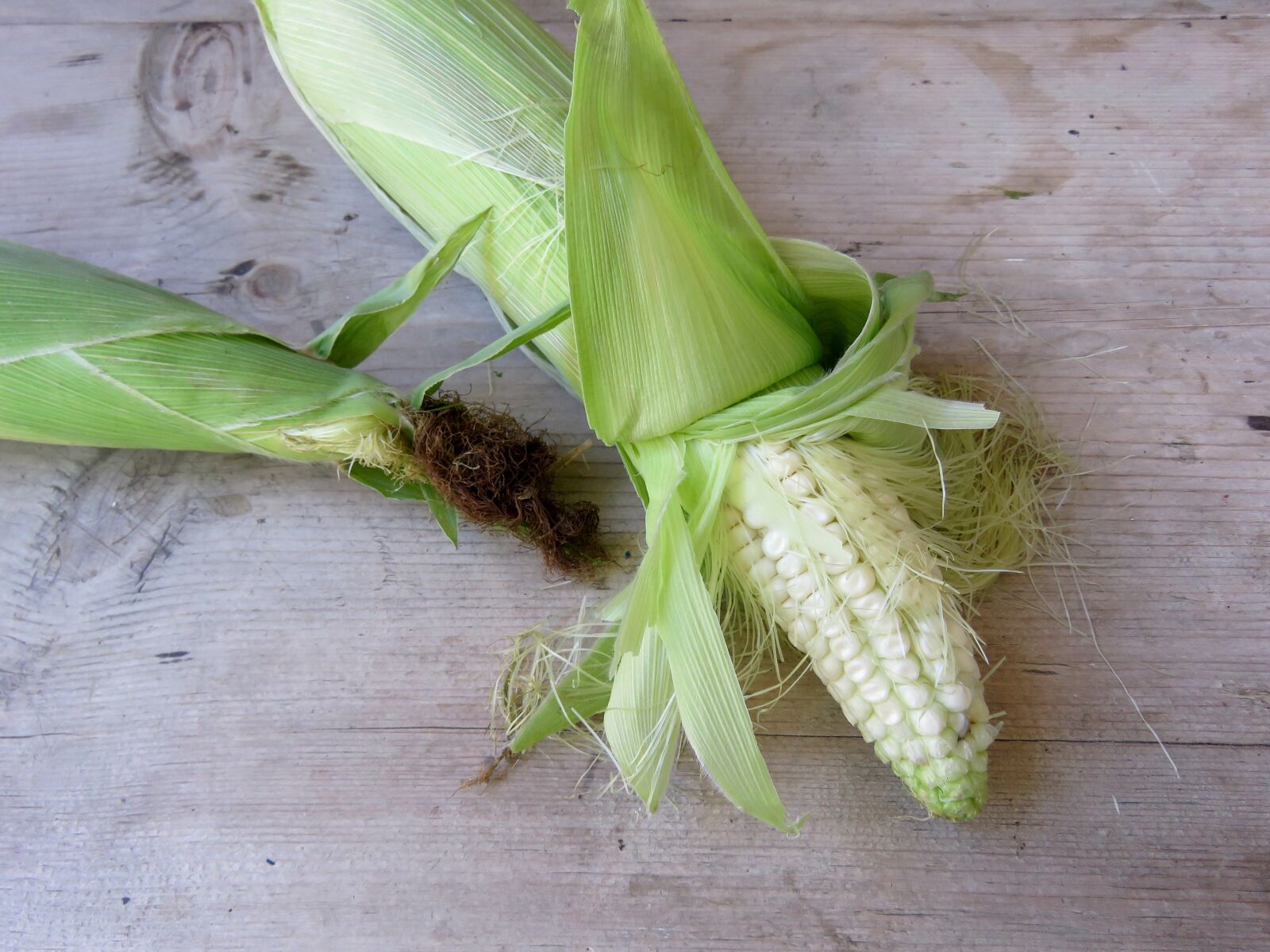 Canon PowerShot SX60 HS sample photo. Corn, maize, mielie photography