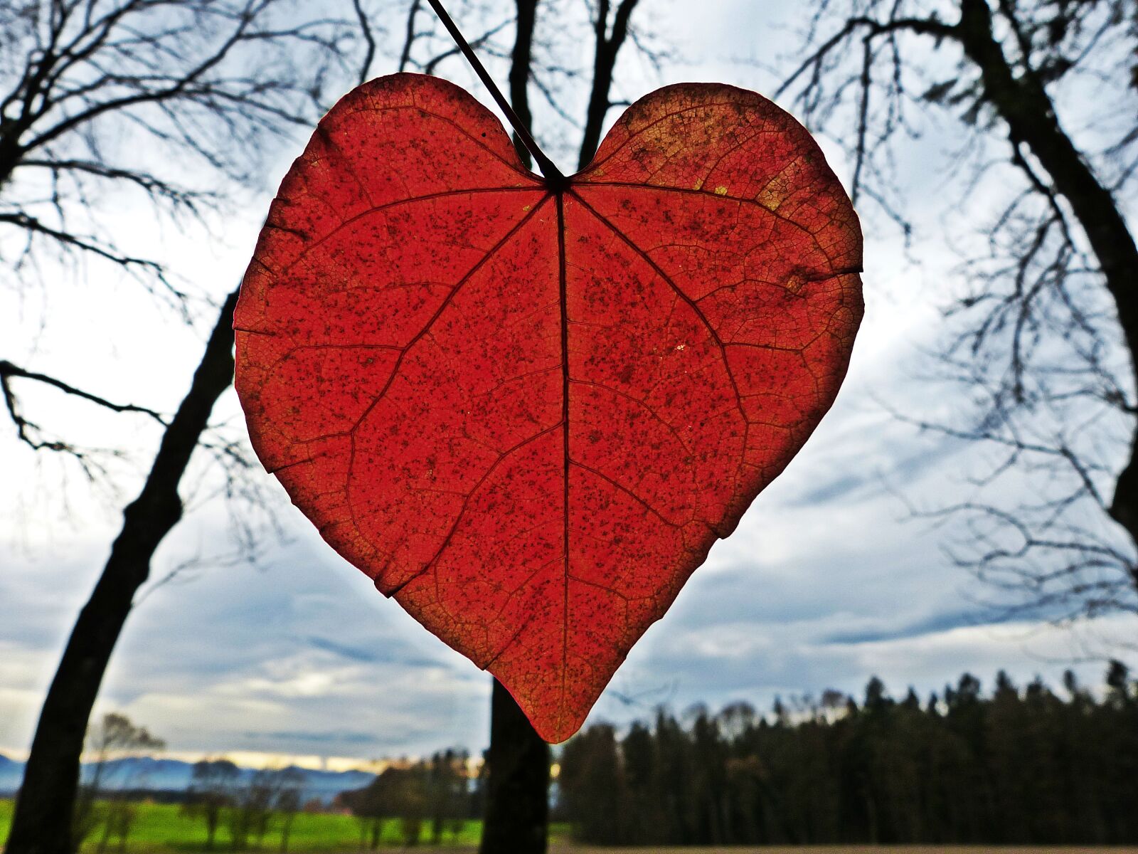 Panasonic Lumix DMC-FZ150 sample photo. Leaf, heart, red photography