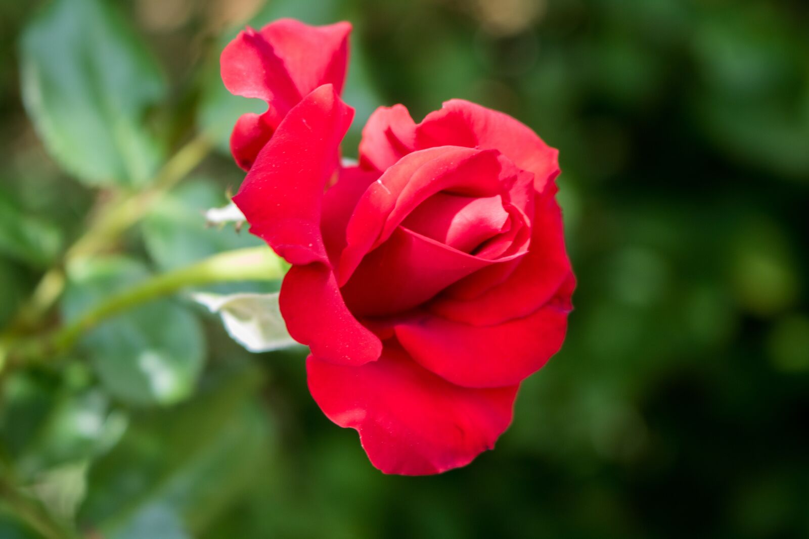 Canon EOS 750D (EOS Rebel T6i / EOS Kiss X8i) sample photo. Rose, red rose, red photography