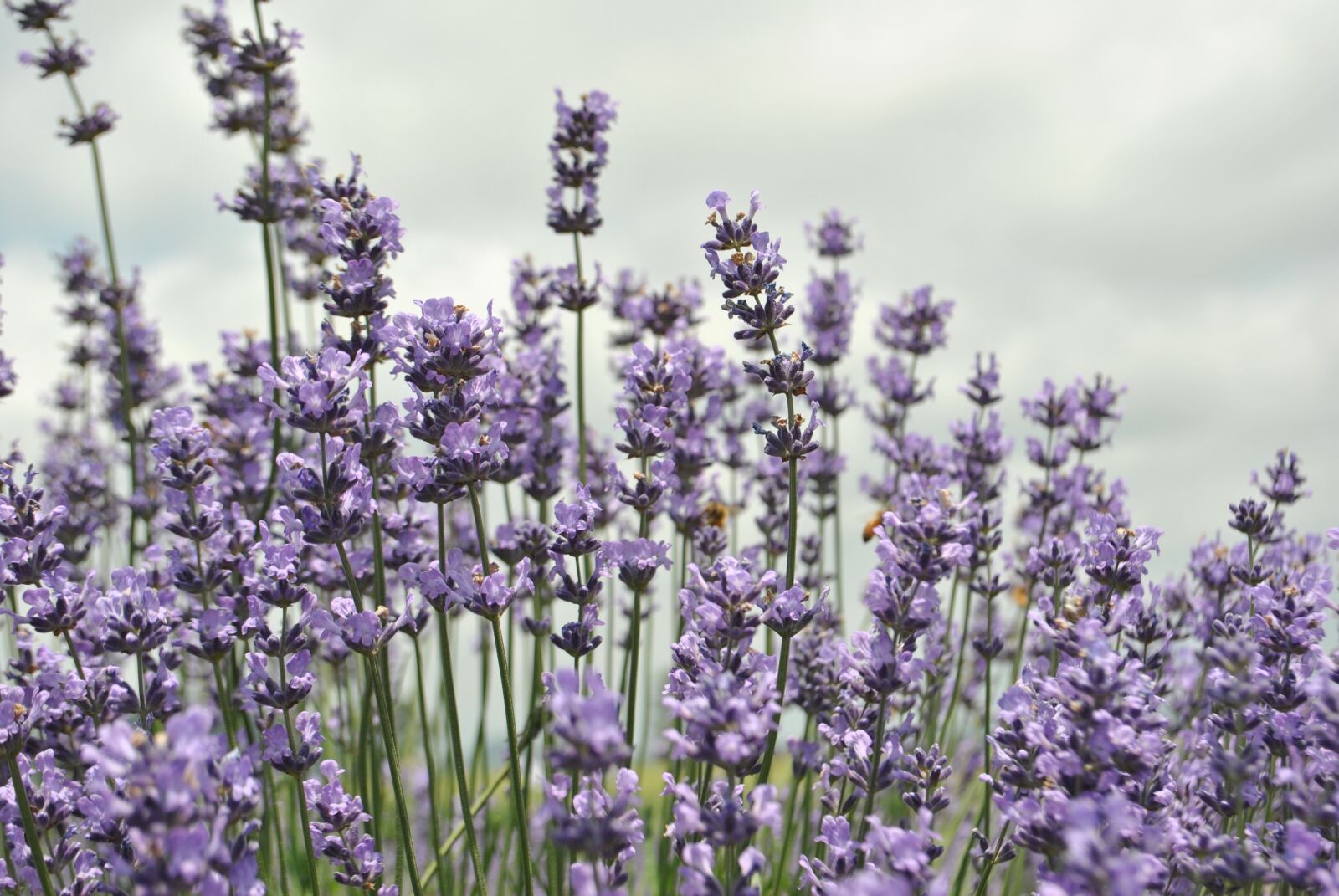 Nikon D3000 sample photo. Lavender, flower garden, purple photography