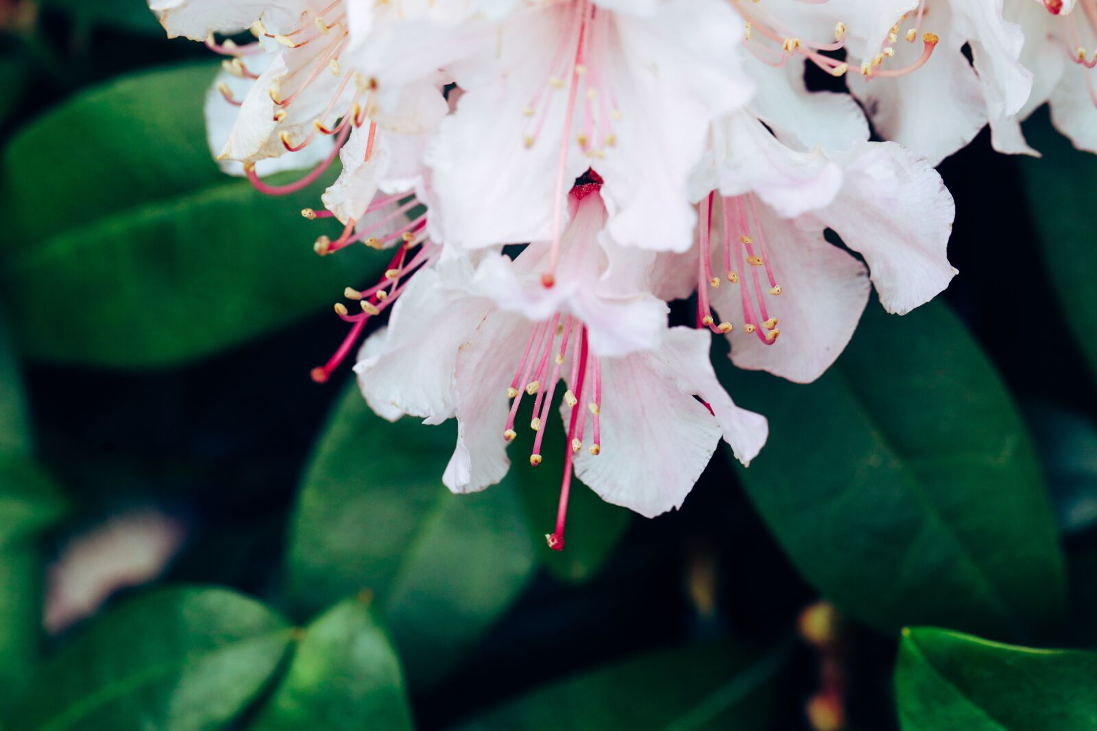 Canon EOS R sample photo. Rhododendron, flower, blossom photography