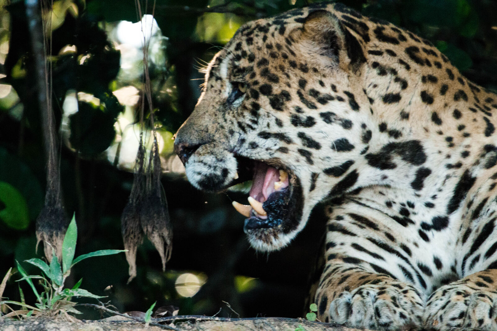 Canon EF 70-200mm F4L USM sample photo. Pantanal, brasil photography