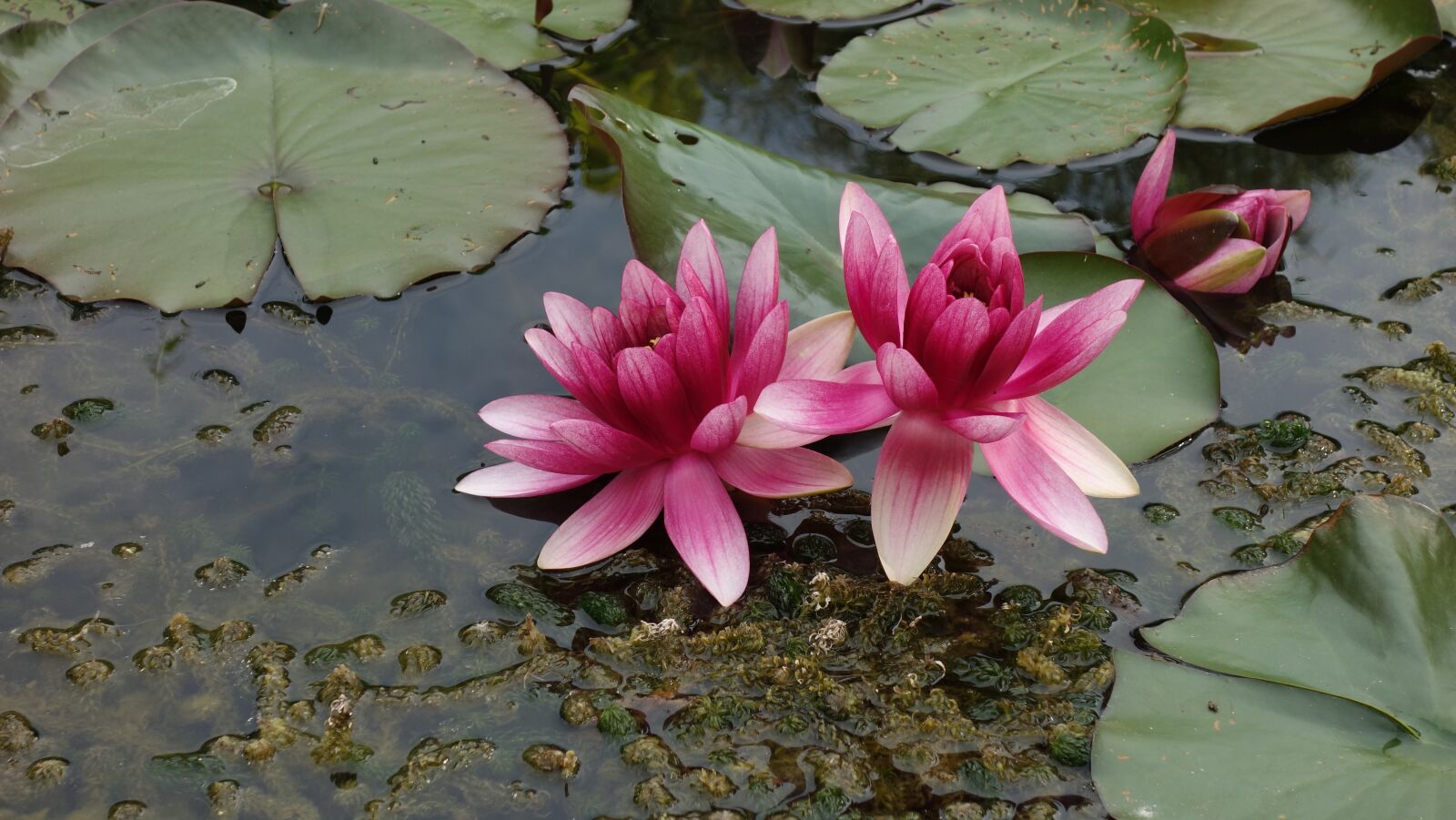 Sony Cyber-shot DSC-RX100 sample photo. Pond, water, green photography