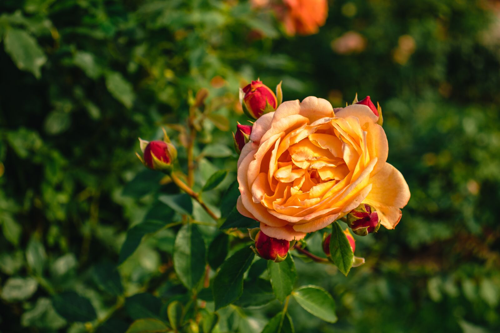 Canon EOS 77D (EOS 9000D / EOS 770D) sample photo. Rose, roses, flower photography