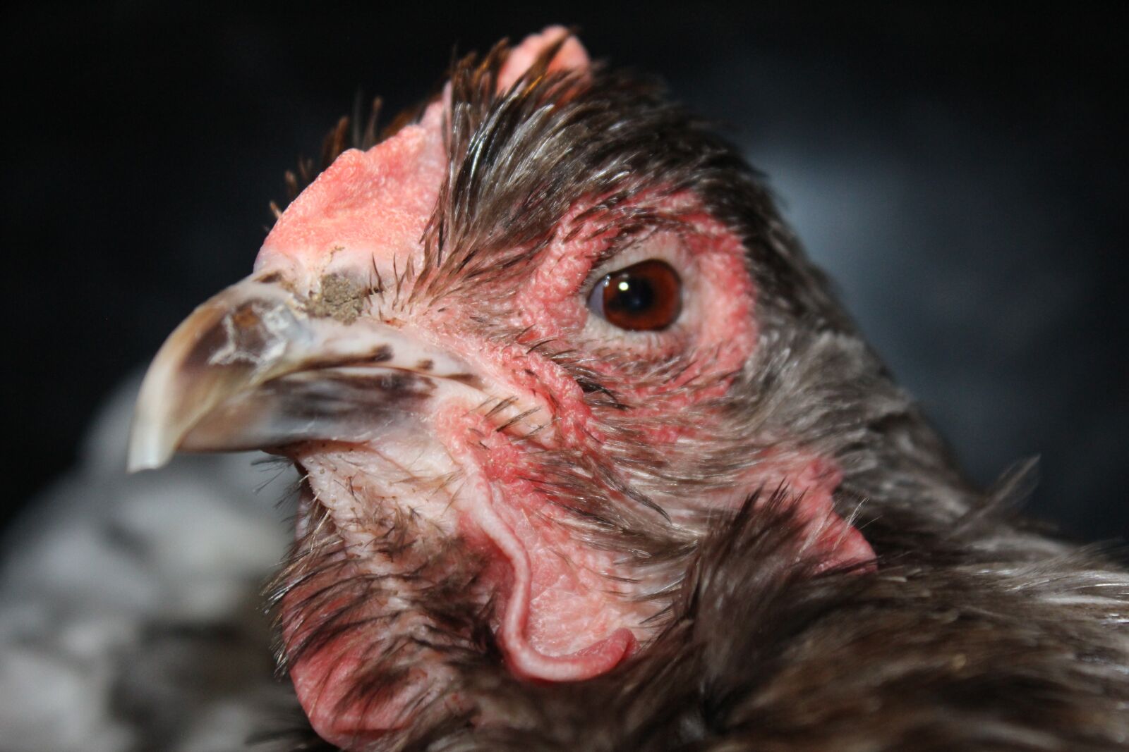 Canon EOS 700D (EOS Rebel T5i / EOS Kiss X7i) sample photo. Chicken, hen, poultry photography