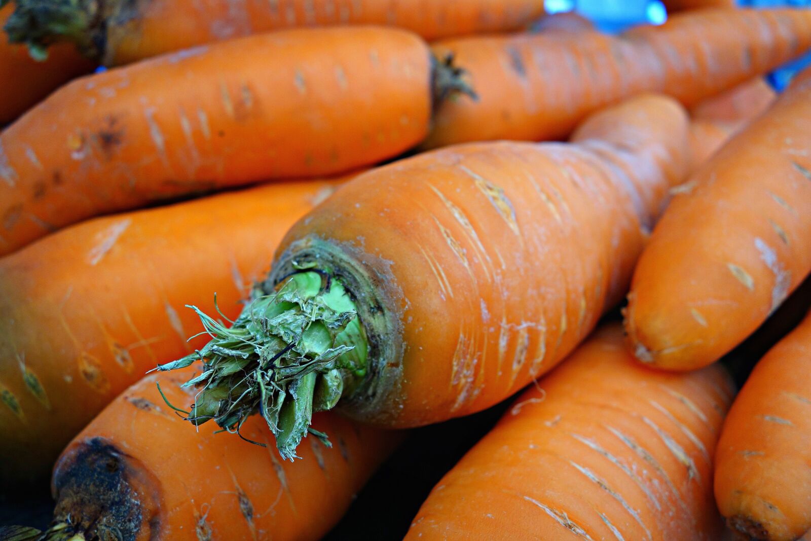 Sony Cyber-shot DSC-RX100 sample photo. Carrot, vegetable, daucus carota photography