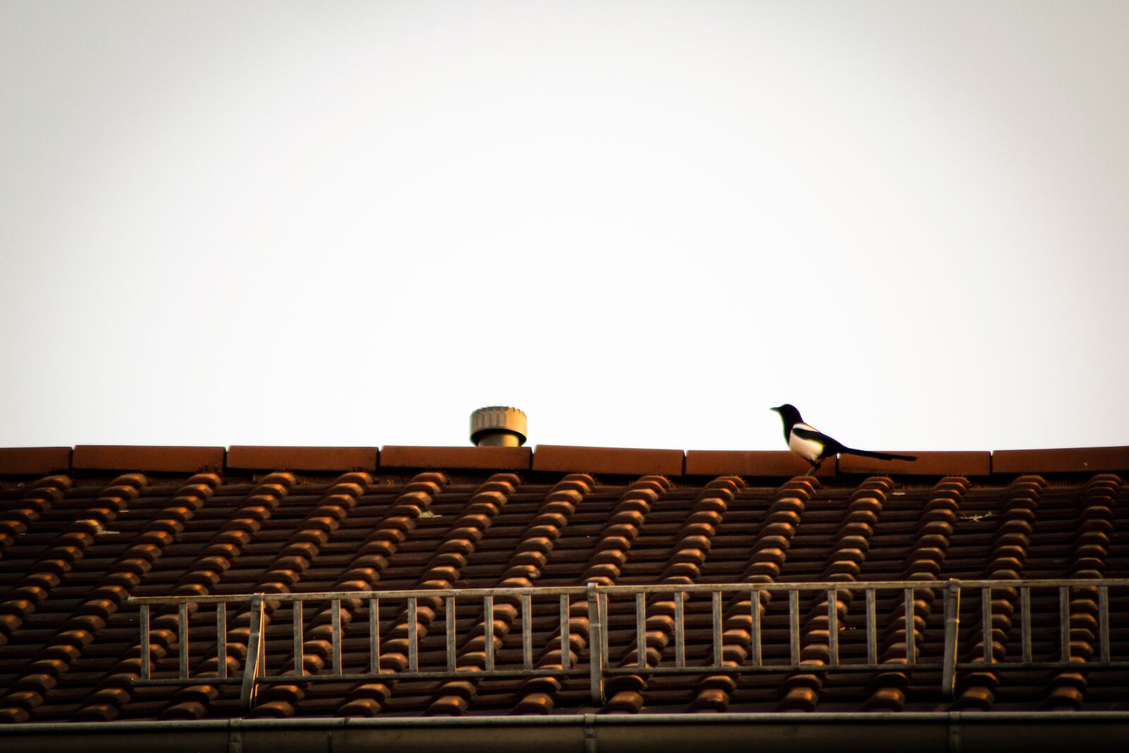 Tamron AF 70-300mm F4-5.6 Di LD Macro sample photo. Roof, tit, vintage photography