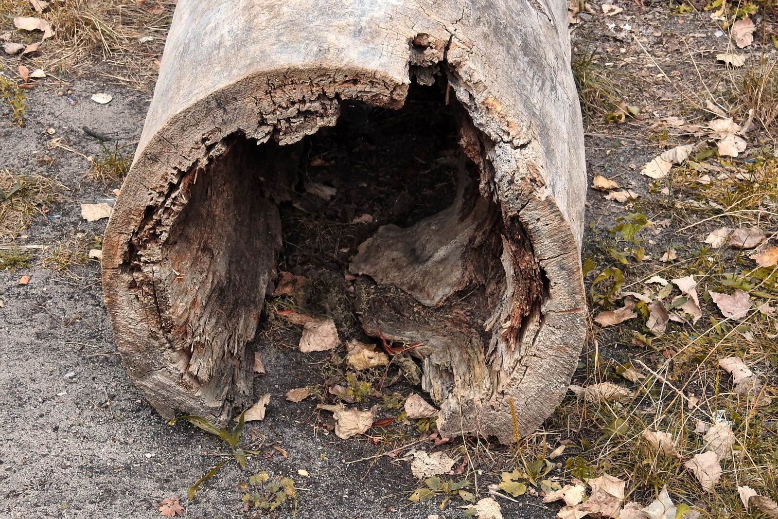 Nikon Coolpix P900 sample photo. Log, hollow, wood photography