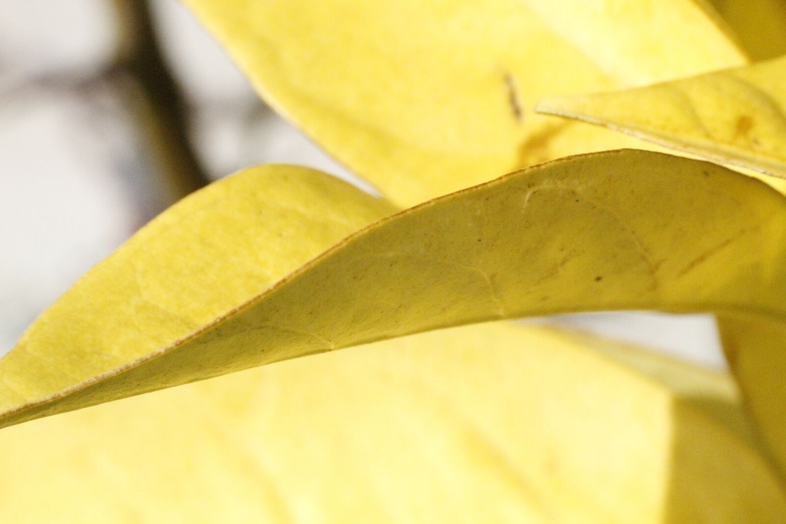 Canon EOS 550D (EOS Rebel T2i / EOS Kiss X4) sample photo. Leaves, nature, green photography