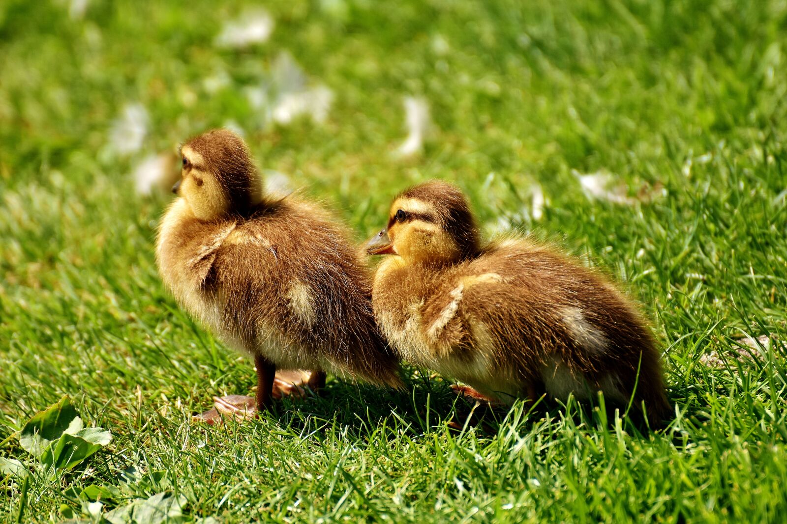 Nikon D7200 sample photo. Mallard, chicks, baby photography