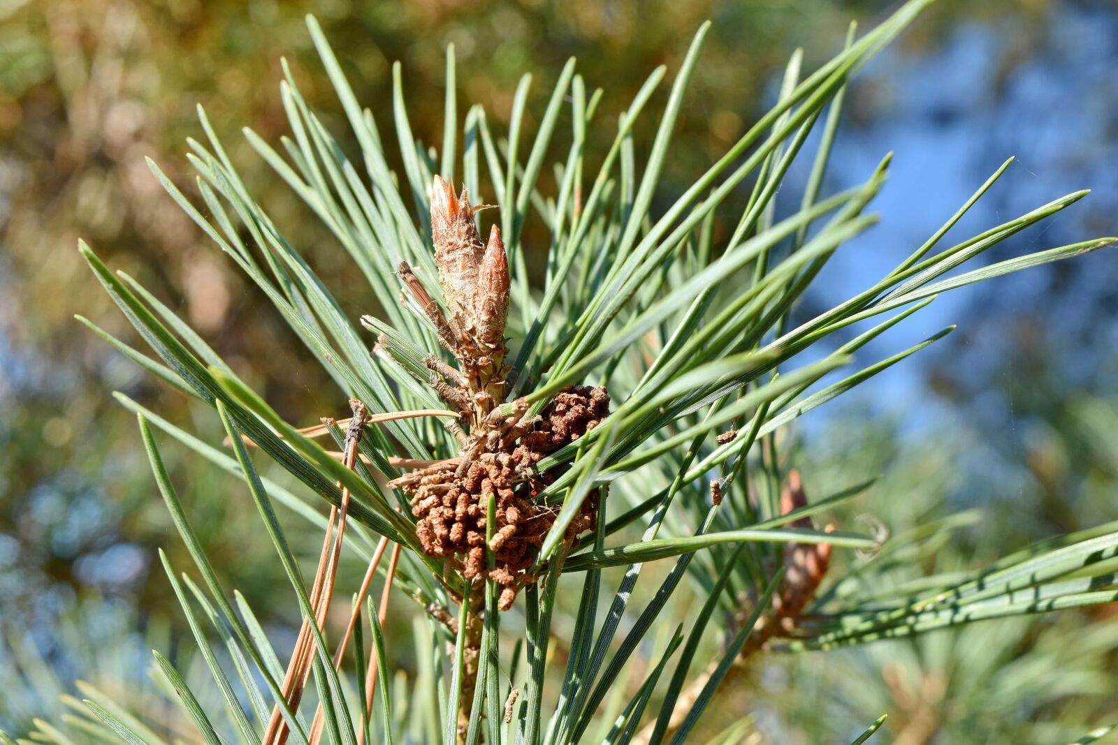 Nikon D5500 sample photo. Branch, close-up, conifers, evergreen photography