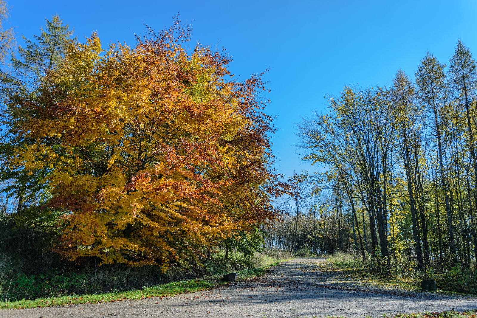 Nikon D5300 sample photo. Alley, autumn, autumn, colours photography
