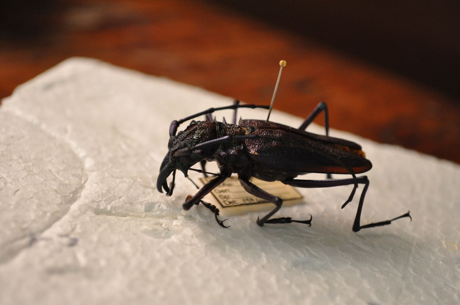 Nikon D5000 sample photo. Beetle, insect, tropical photography