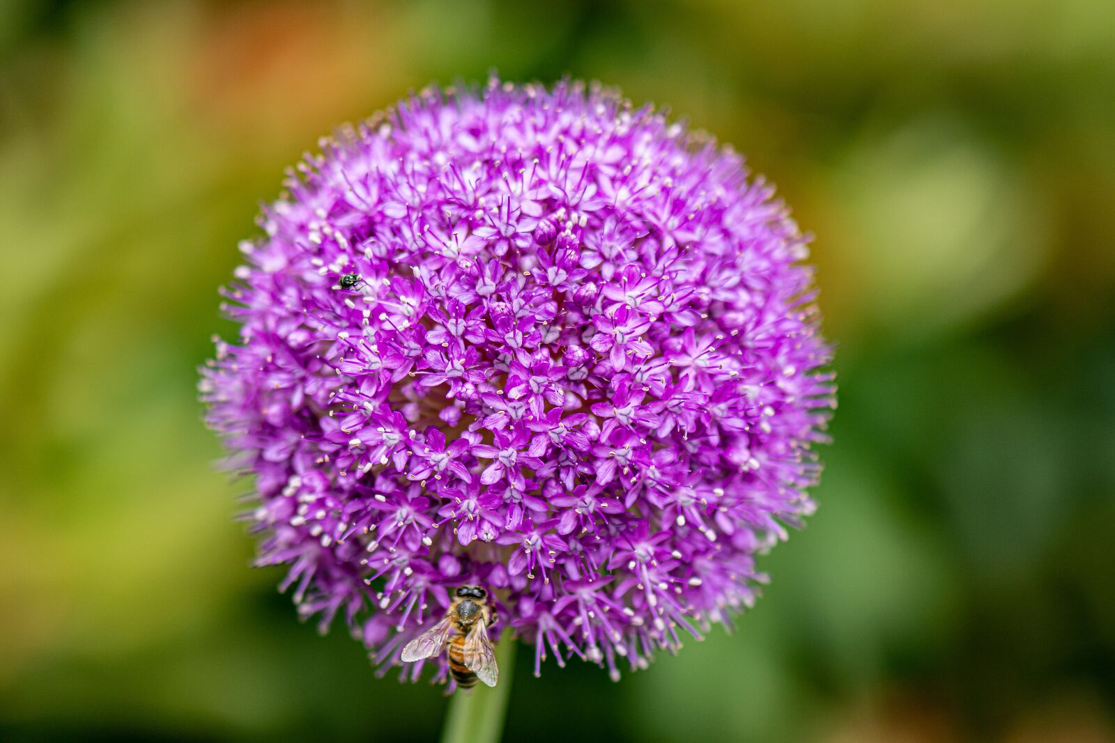 Nikon D7100 sample photo. Flower, nature, summer photography