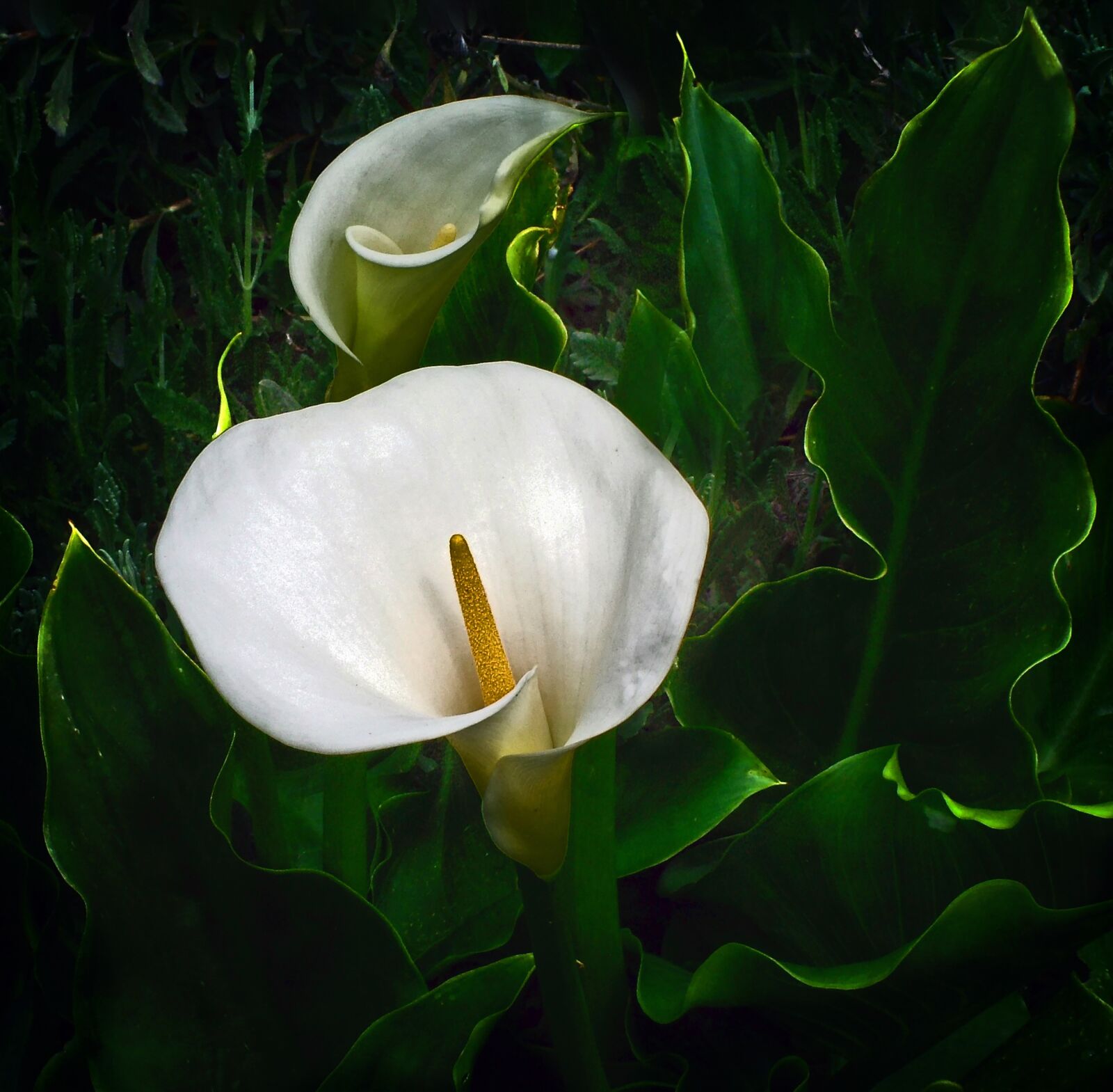 Fujifilm FinePix S7000 sample photo. Lily, white, flower photography