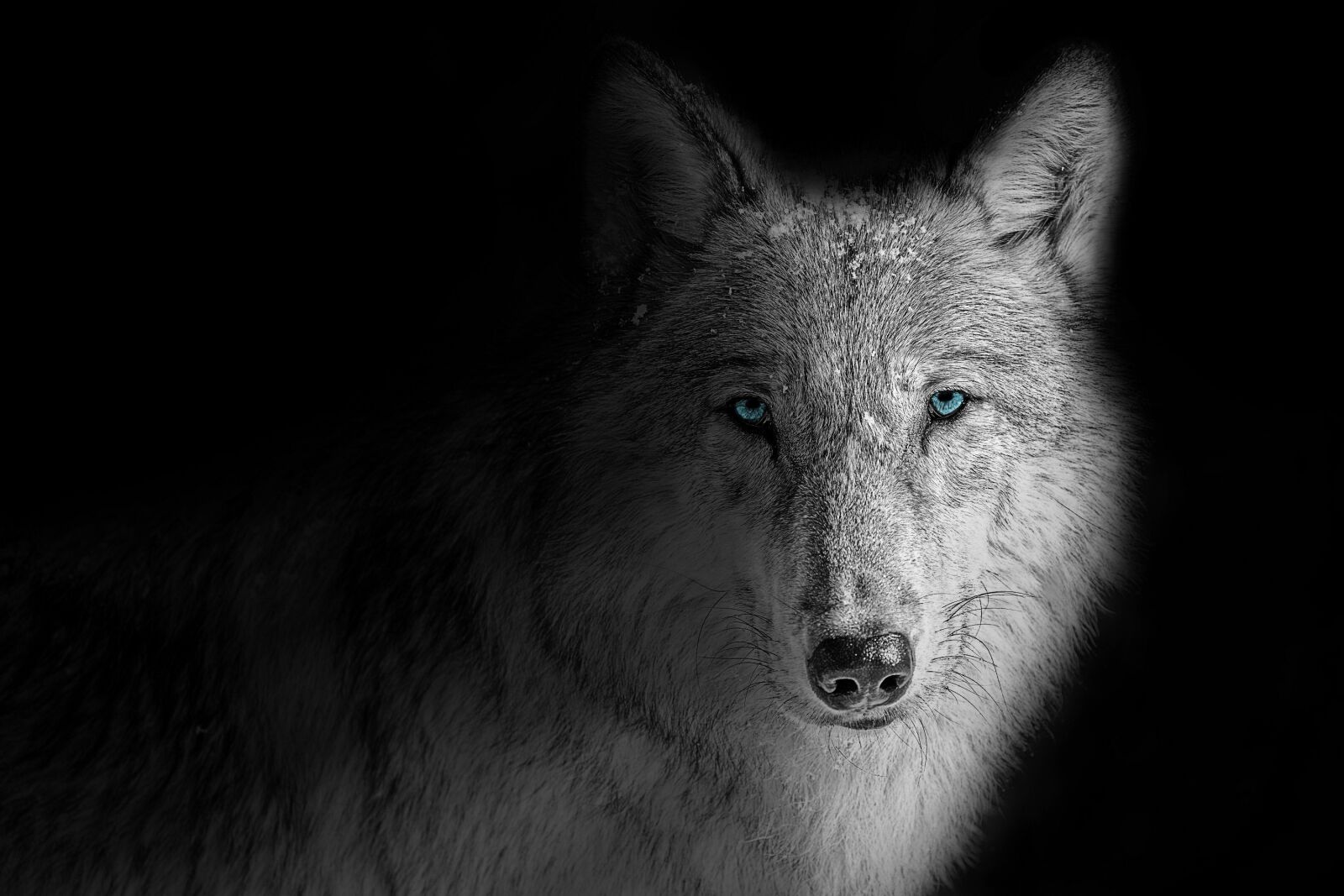 Sony a6000 sample photo. Wallpaper, background, wolf photography