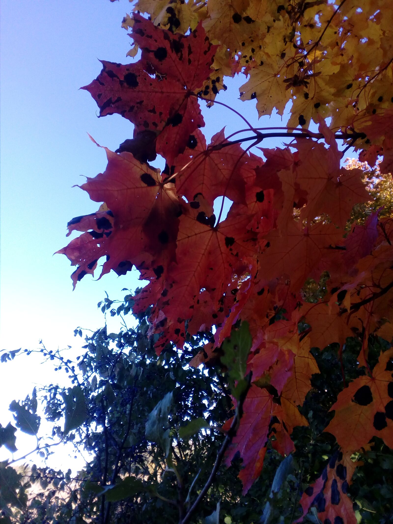 ZTE BLADE A510 sample photo. Autumn, maple, colorful photography