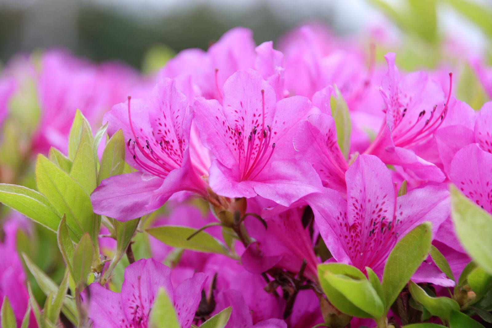 Canon EOS 80D sample photo. Nature, plants, flowers photography