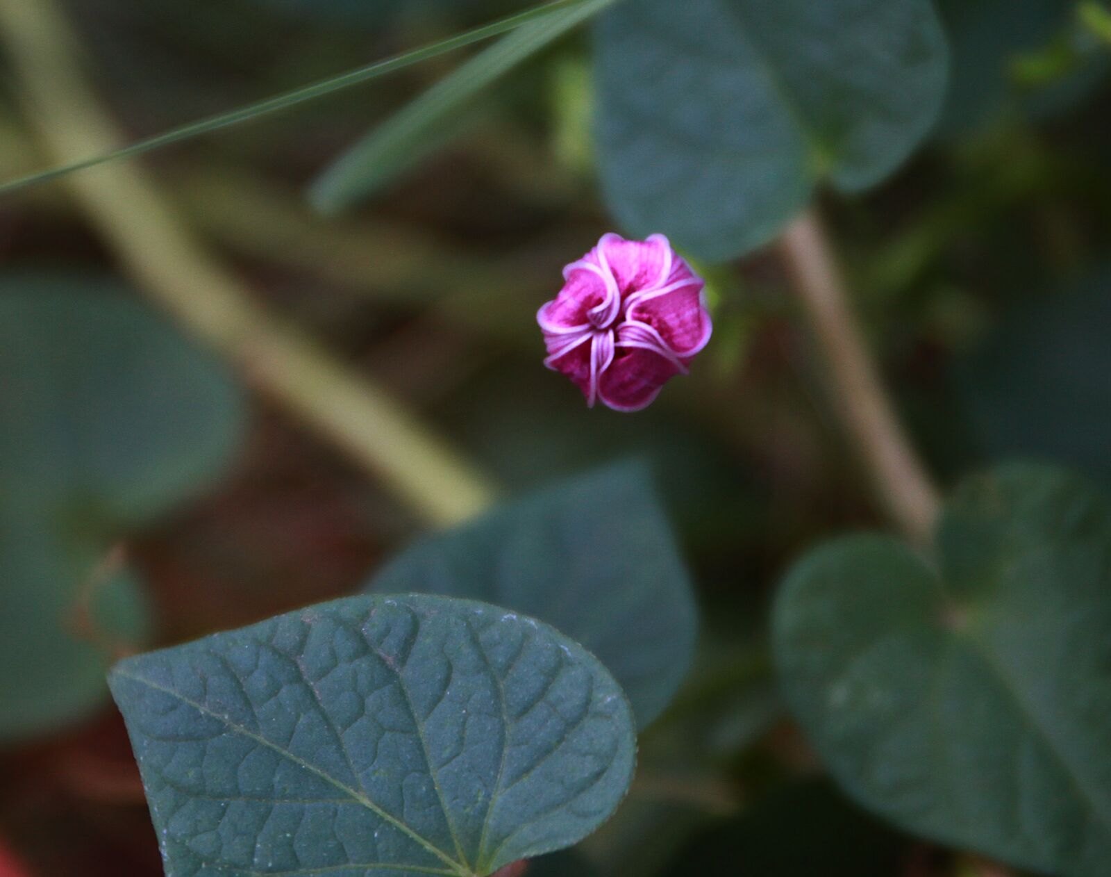 Canon EOS 7D + Canon EF 24-70mm F4L IS USM sample photo. Morning glory bud, flower photography