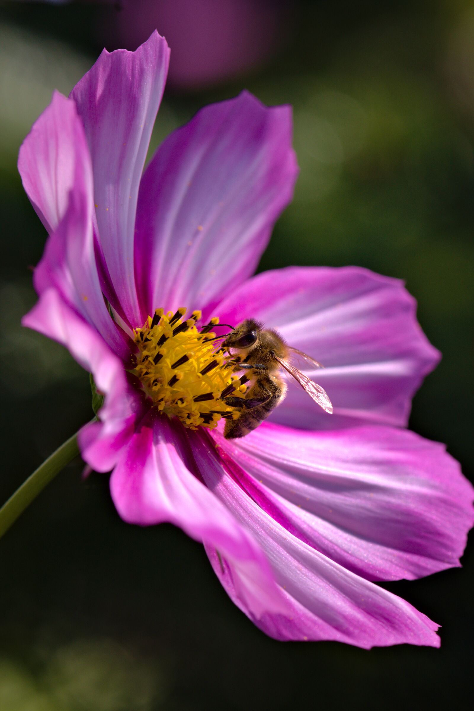 Nikon D5500 sample photo. Bee, pollen, cosmos photography