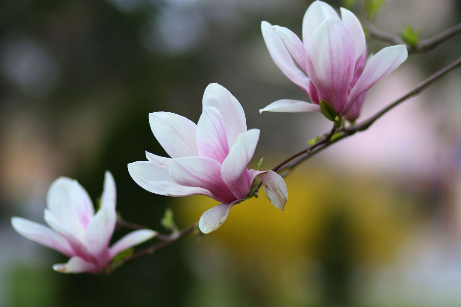 Canon EF 85mm F1.8 USM sample photo. Magnolia, white, flower photography
