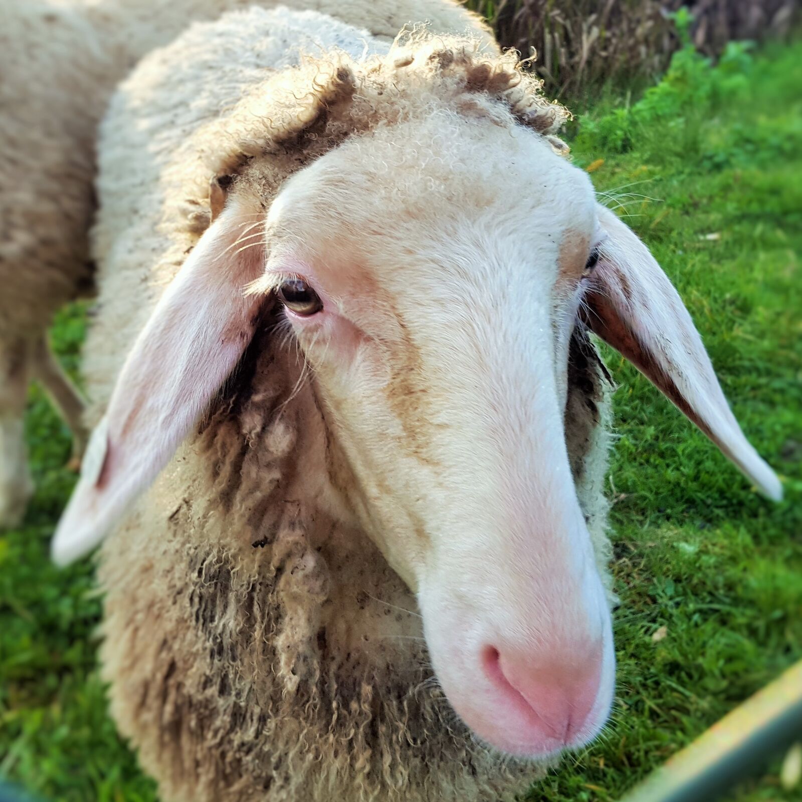 Samsung Galaxy S6 sample photo. Farm, sheep, mammal photography