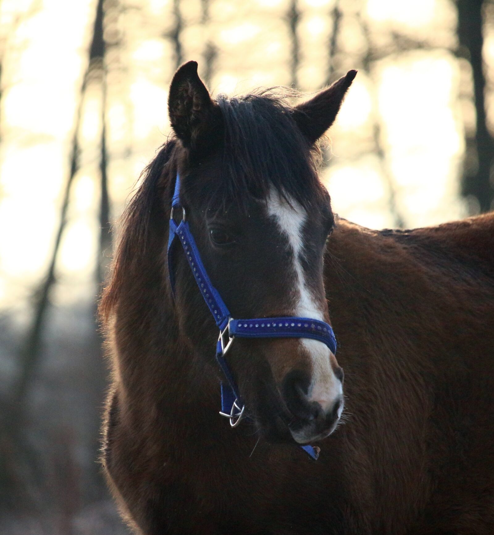 Canon EOS 100D (EOS Rebel SL1 / EOS Kiss X7) sample photo. Horse, foal, brown photography