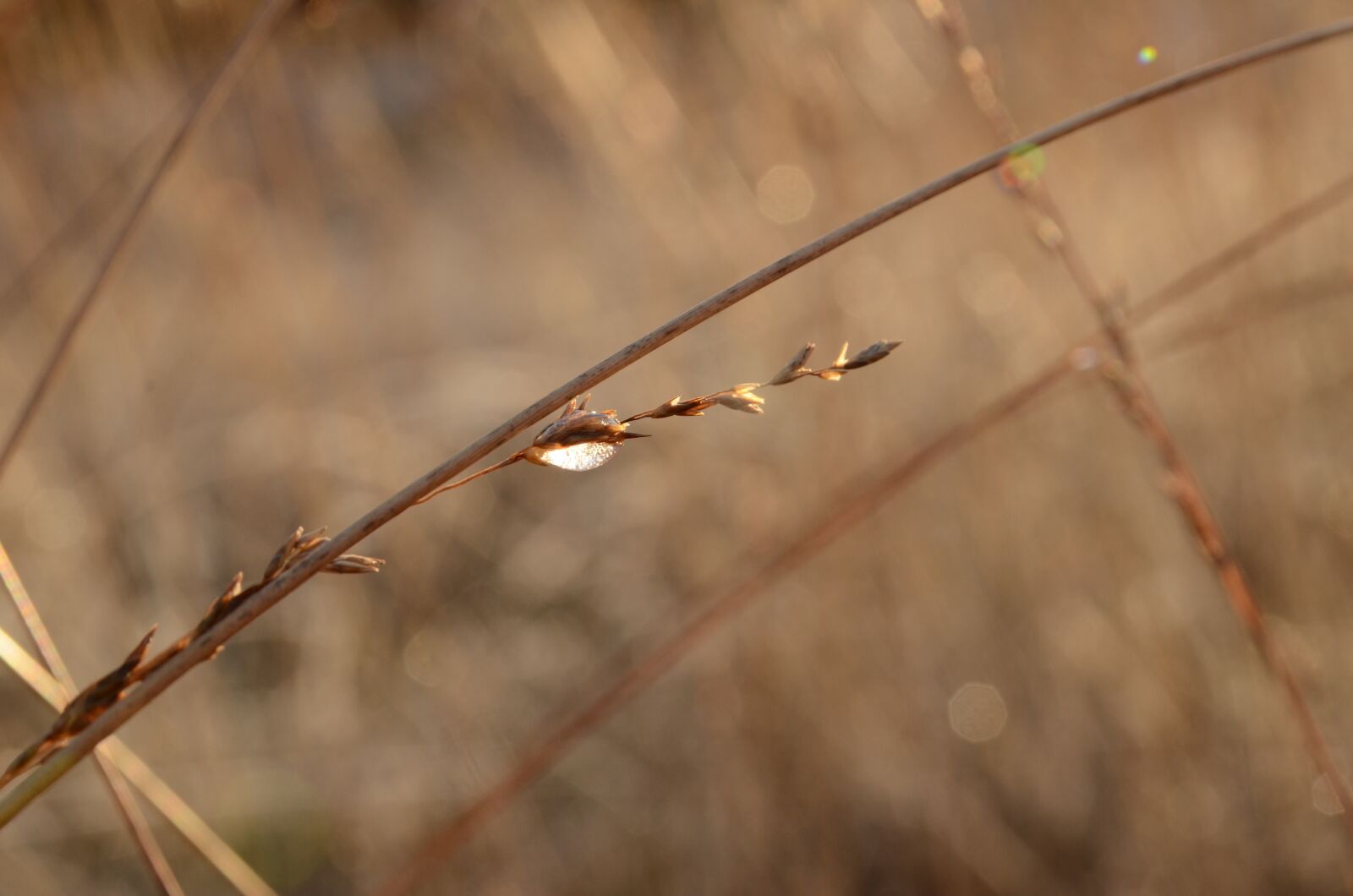 Nikon D7000 sample photo. Drop, sun, sunlight photography