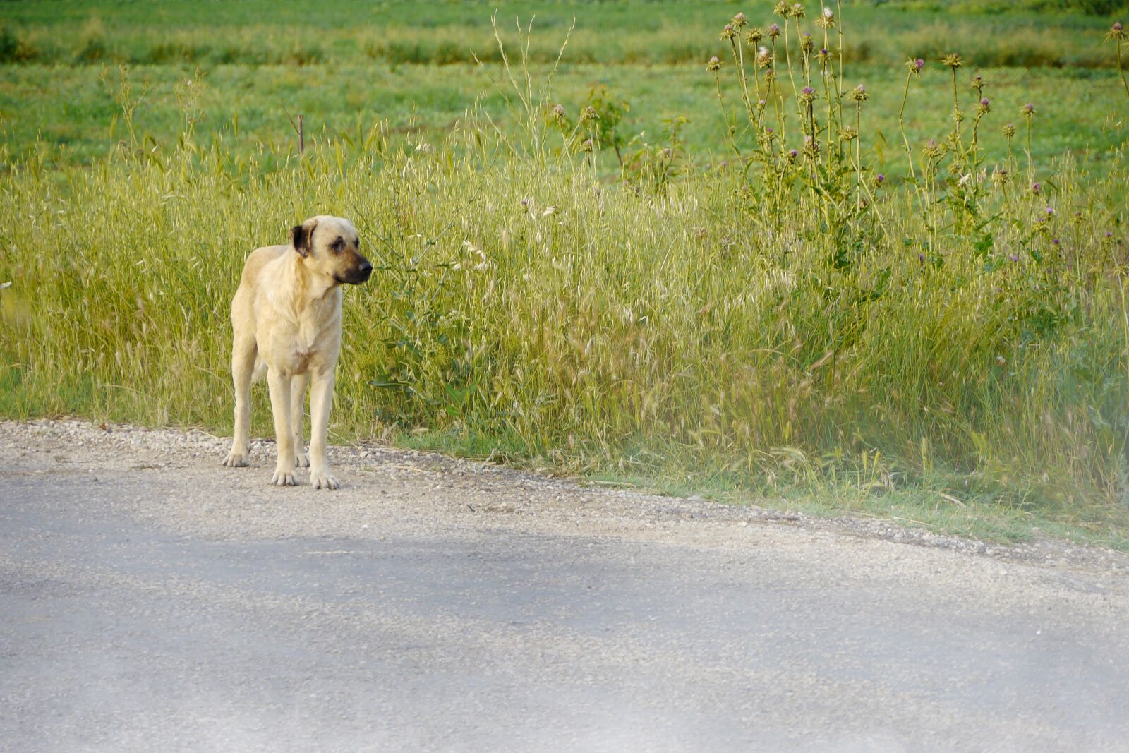 Panasonic Lumix DMC-GH2 sample photo. Dog, road, field photography