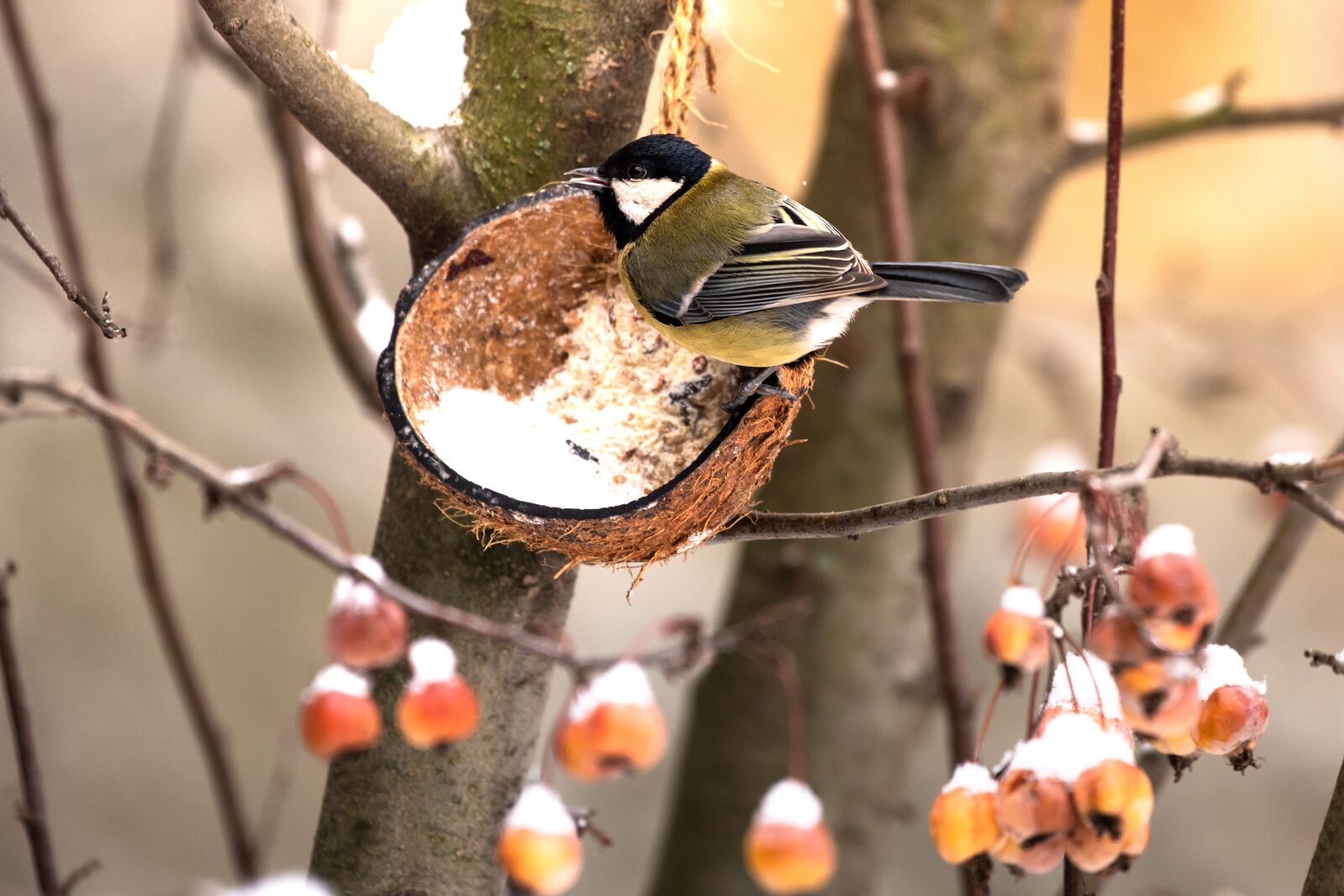Nikon D750 sample photo. Tit, bird, winter photography