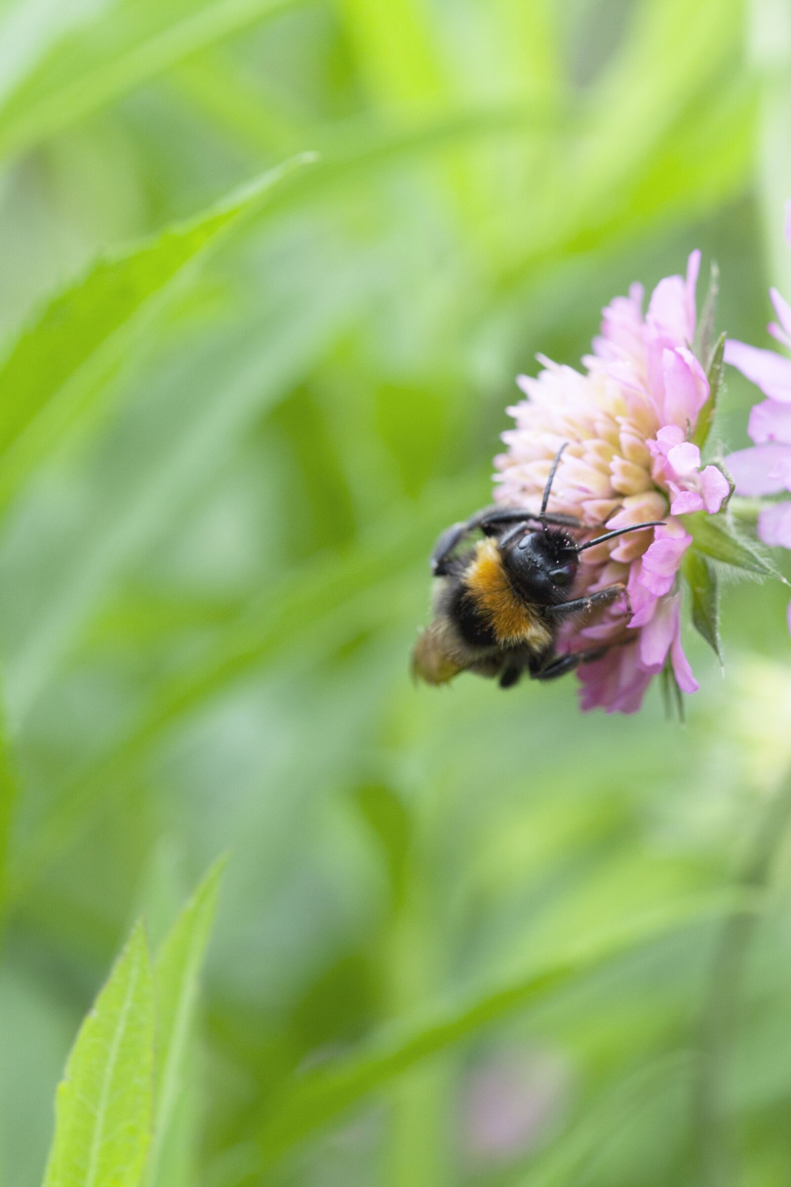 Canon EOS 5D Mark II sample photo. Bee, nectar, pollen photography