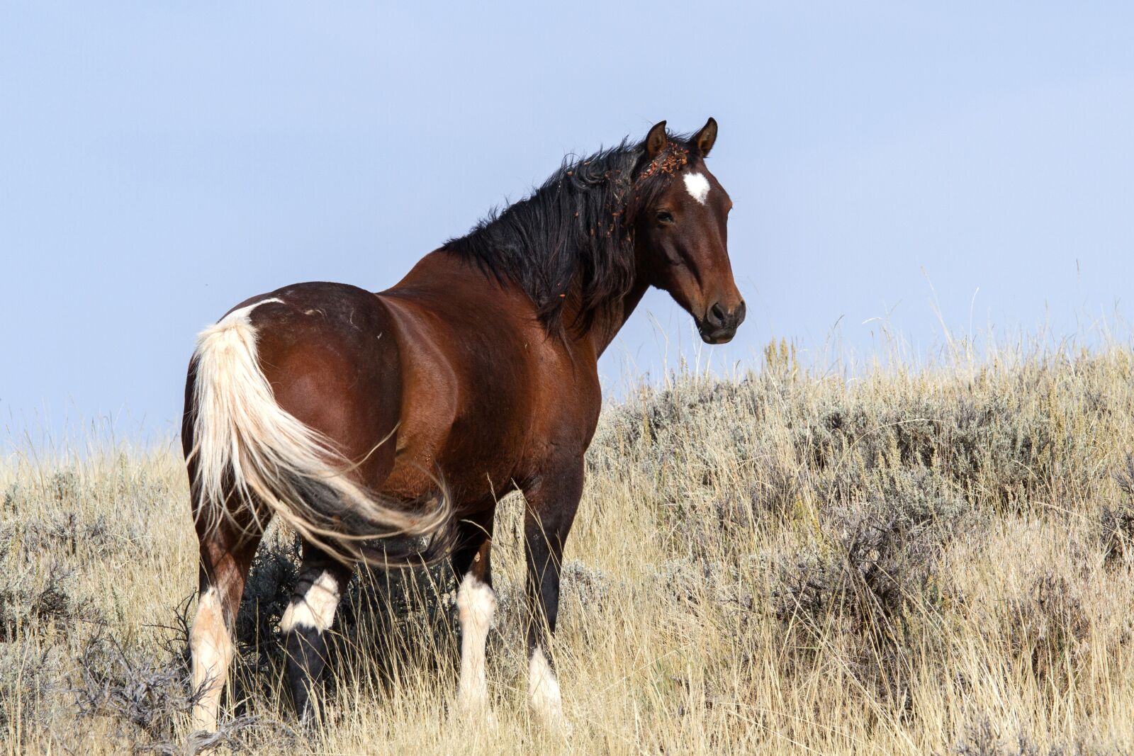 Canon EOS 7D sample photo. Wild horses, wild mustangs photography