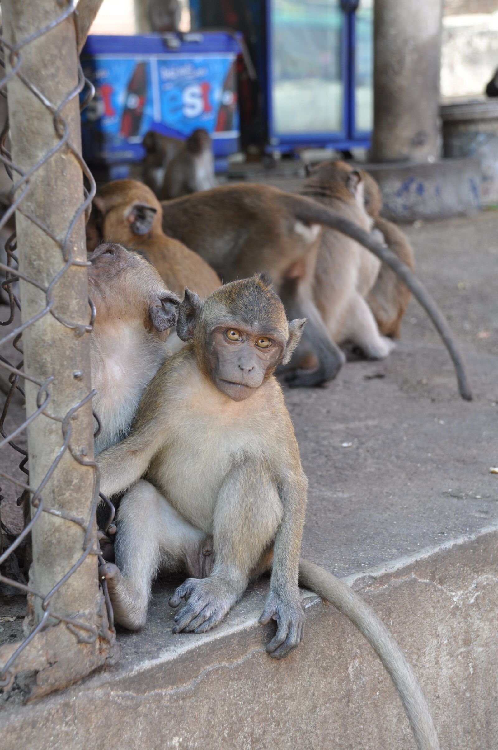 Nikon D90 sample photo. The monkey, thailand, animal photography