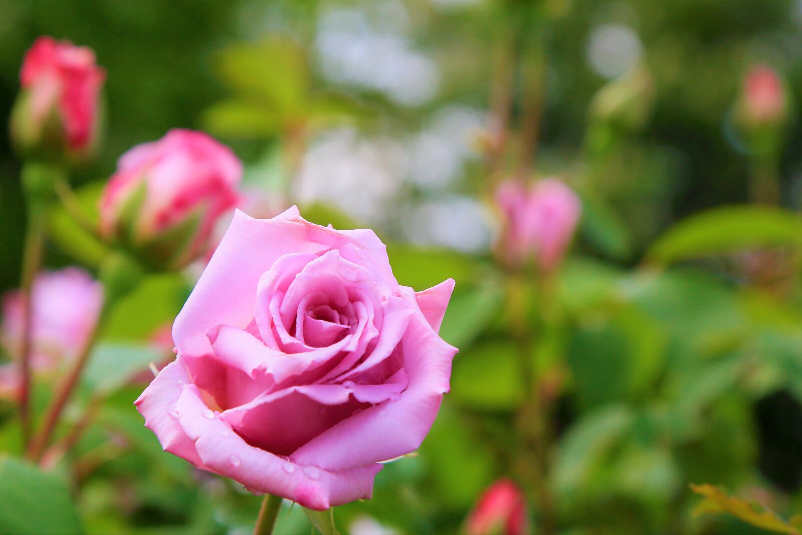 Canon EOS 5D Mark III sample photo. Rose, flower, spring photography