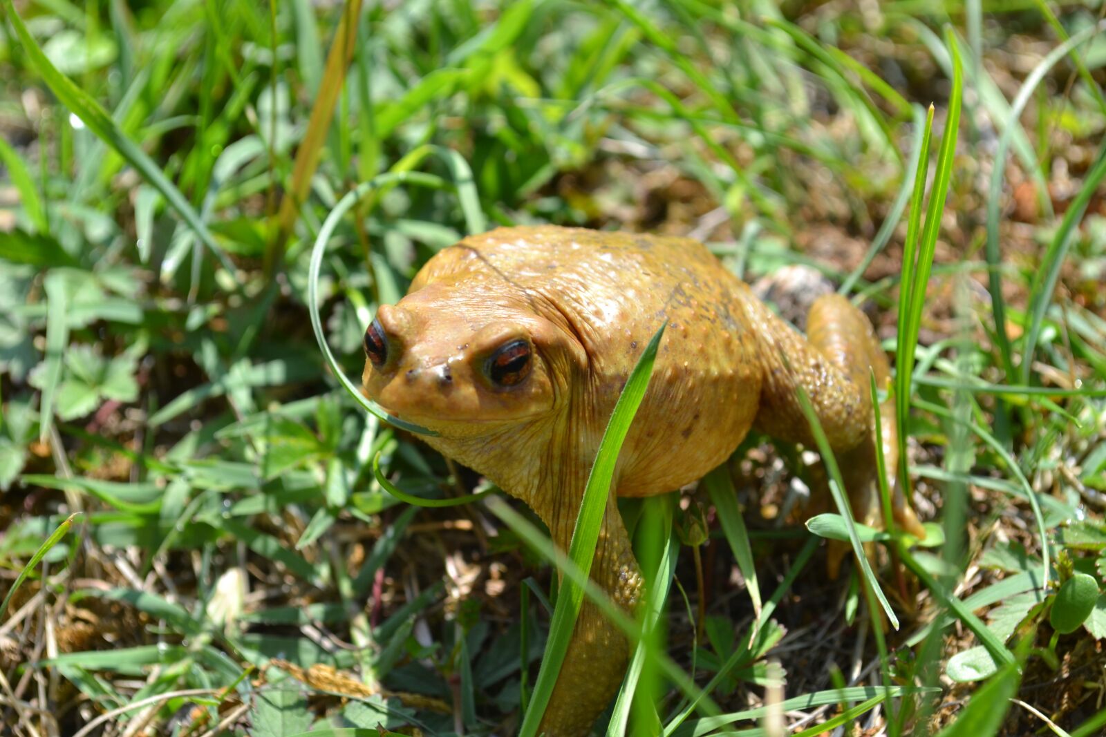 Nikon D3100 sample photo. Toad, frog, amphibian photography