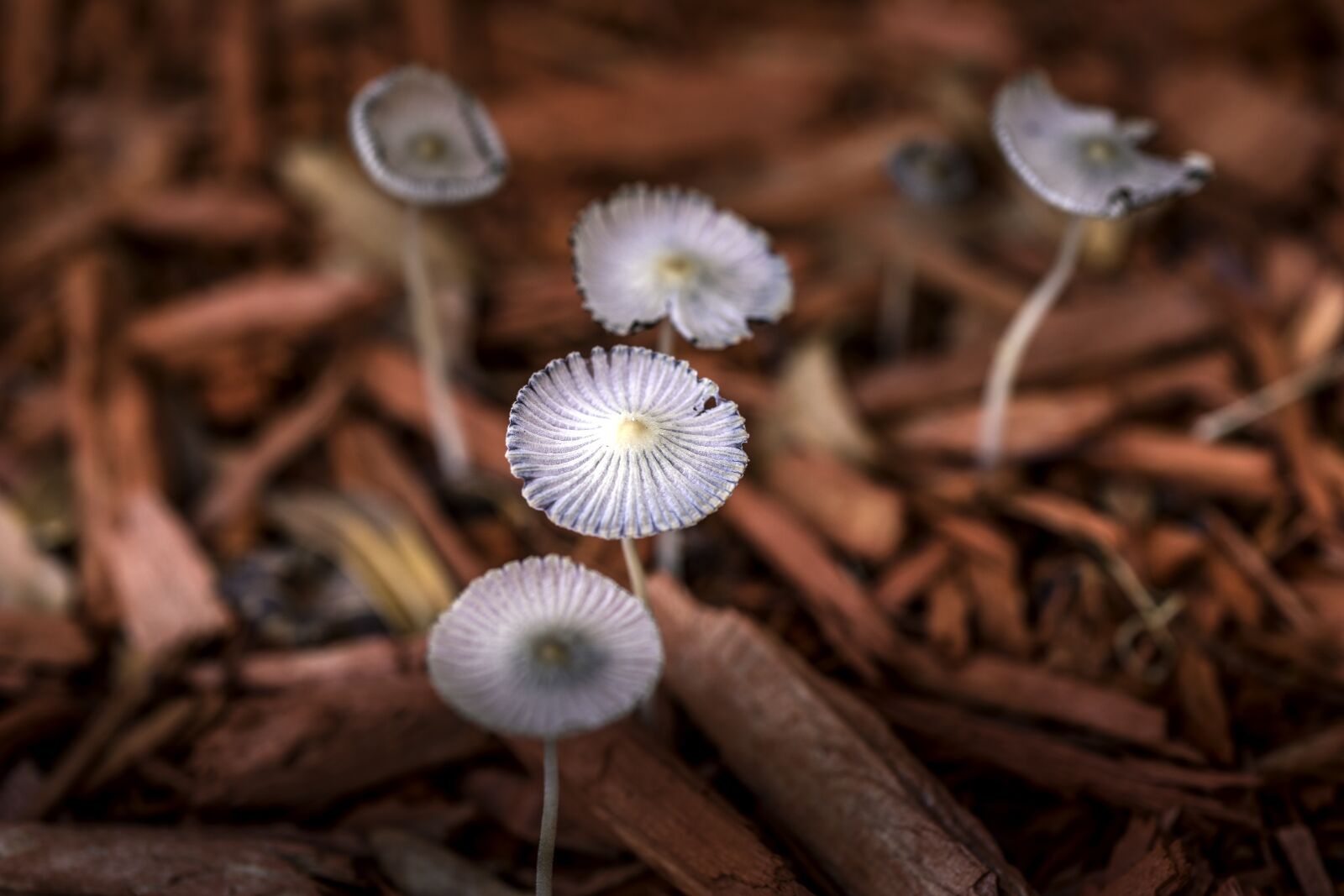 Nikon D800 sample photo. Mushrooms, macro, macro photography photography
