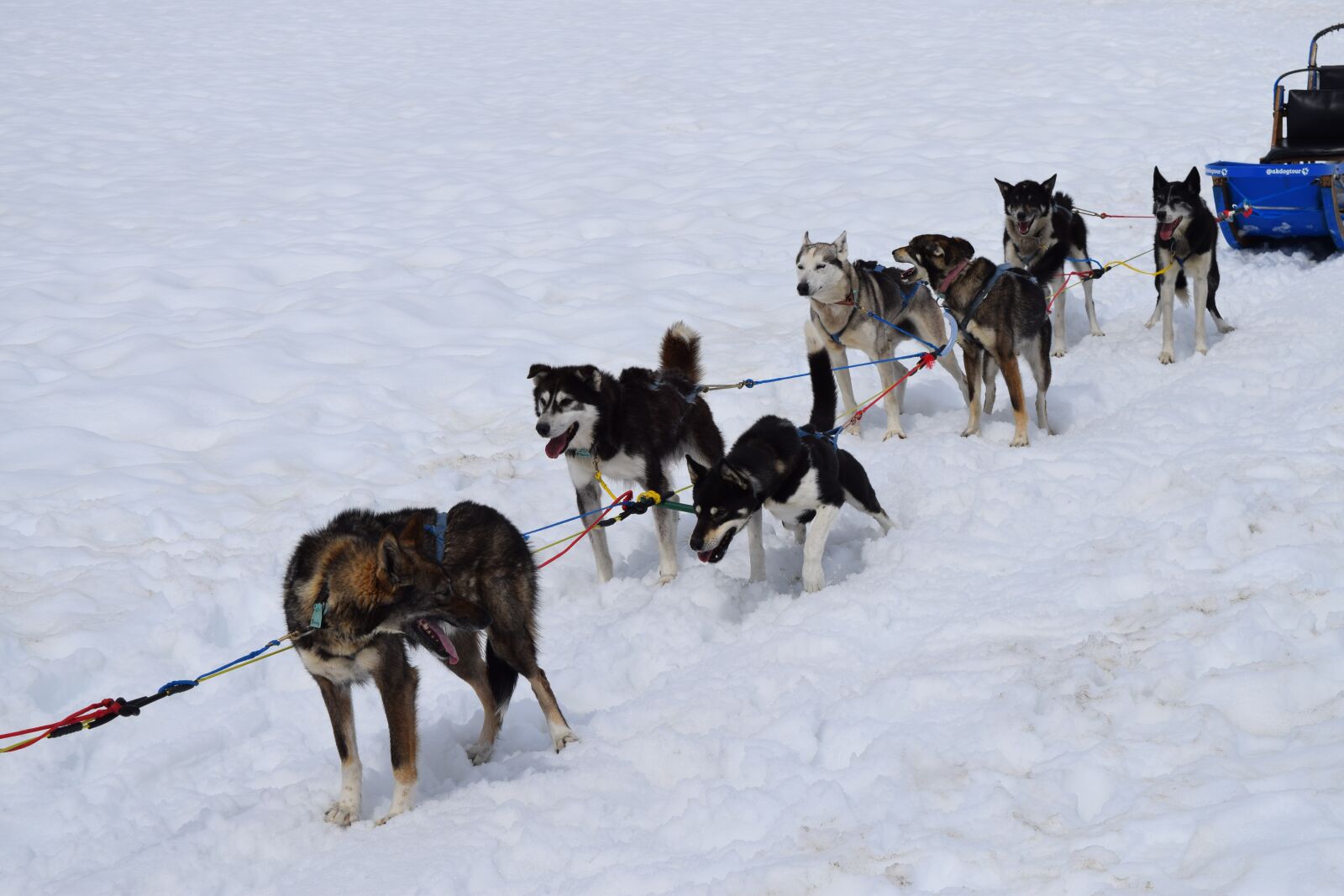 Nikon D3300 sample photo. Dogsled, team, snow photography