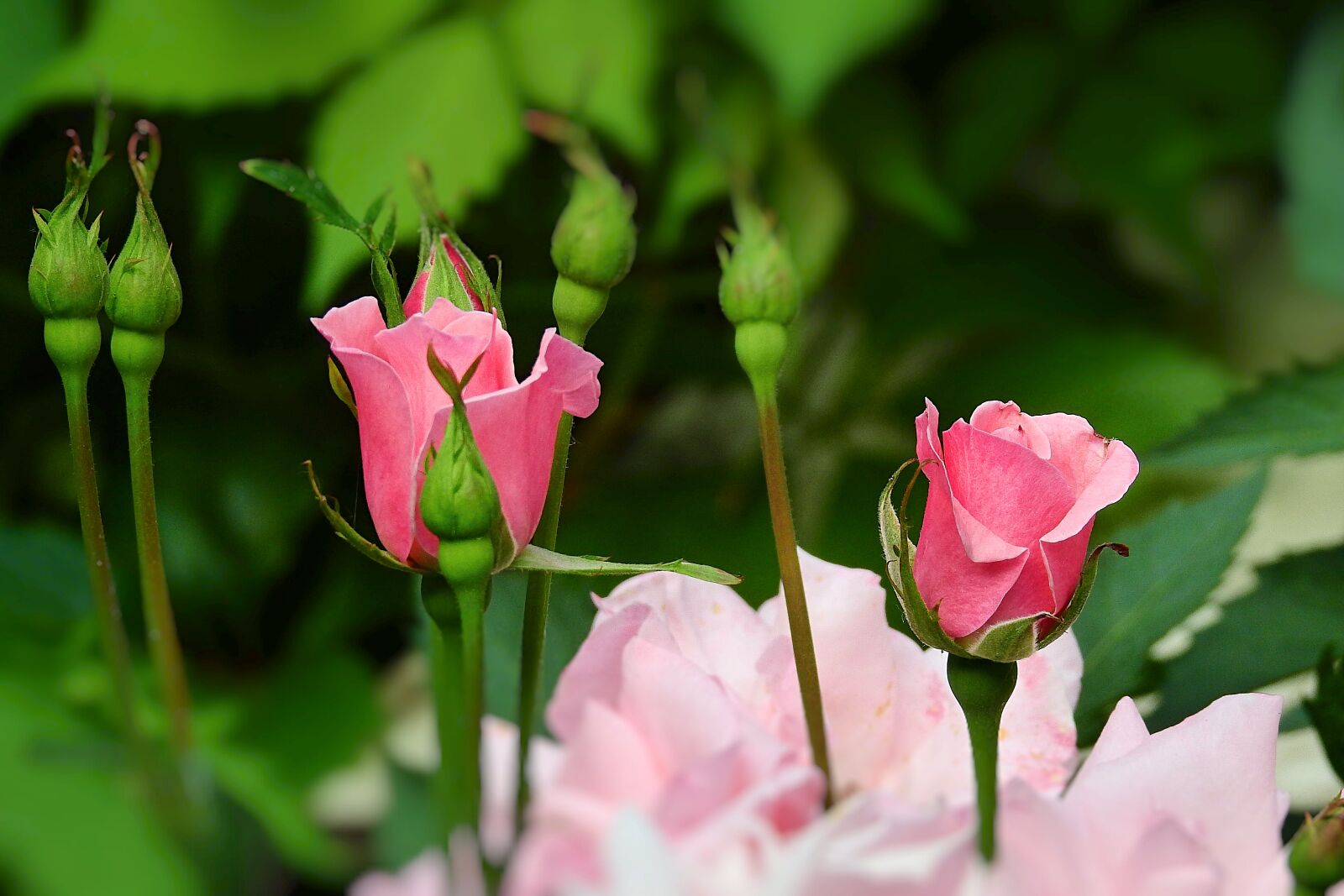 Nikon Coolpix P900 sample photo. Roses, garden, plants photography