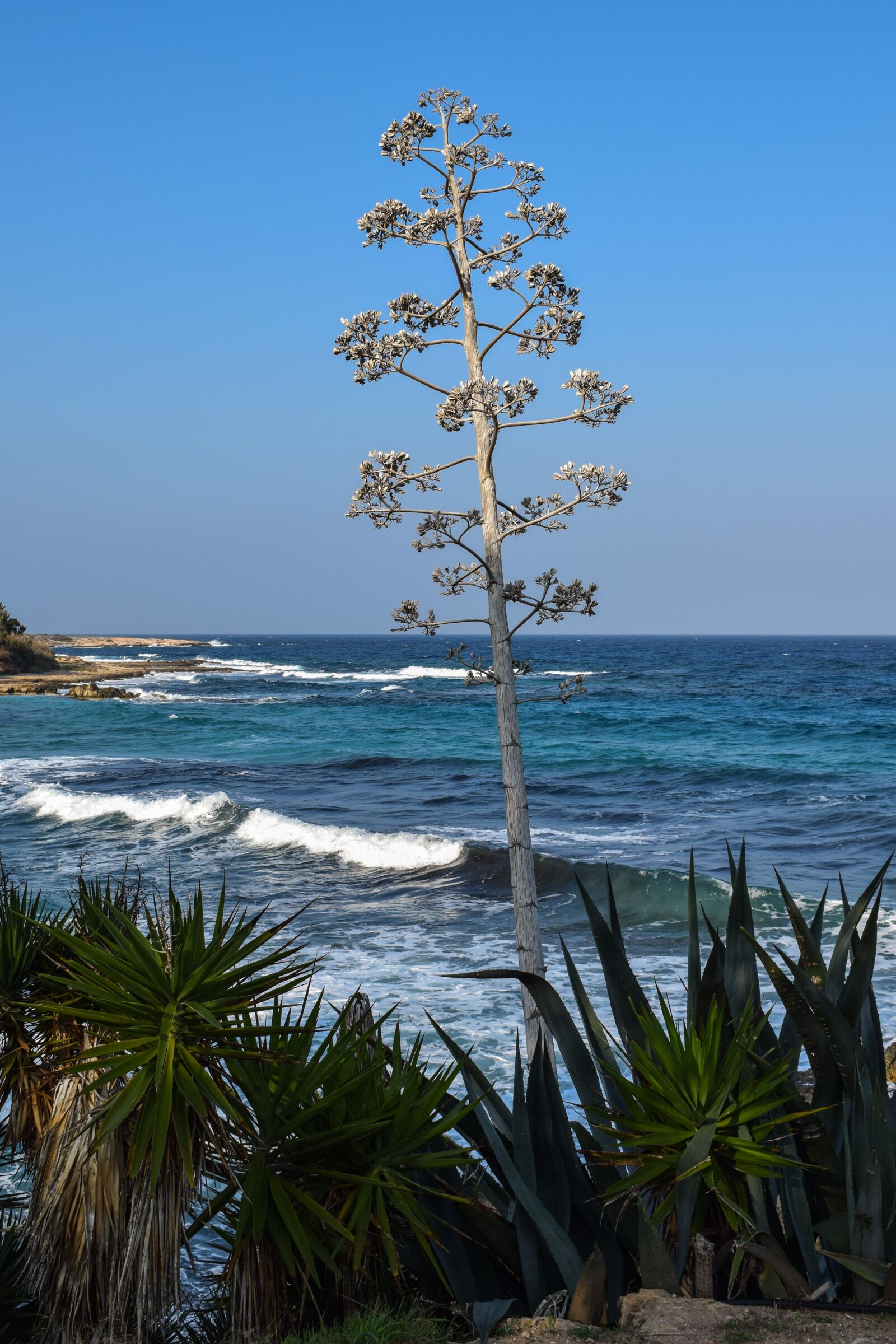 Nikon D3300 sample photo. Tree, cactus, sea photography