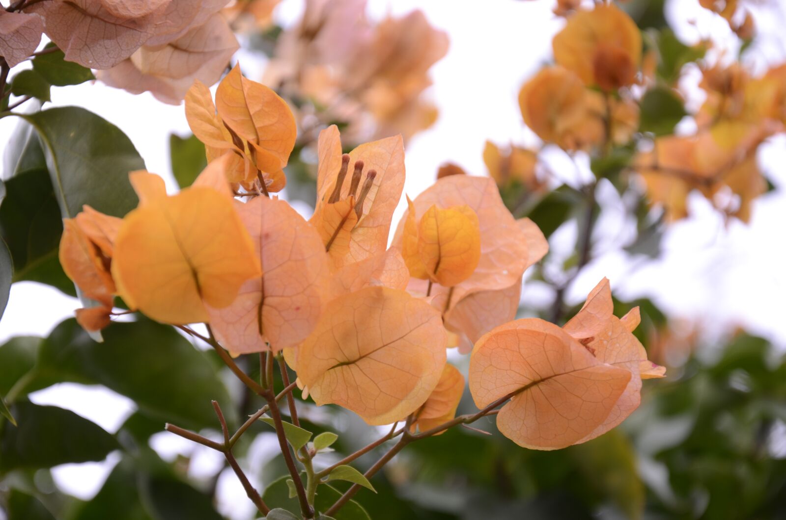 Nikon D7000 sample photo. Yellow, clear, alvoredo photography