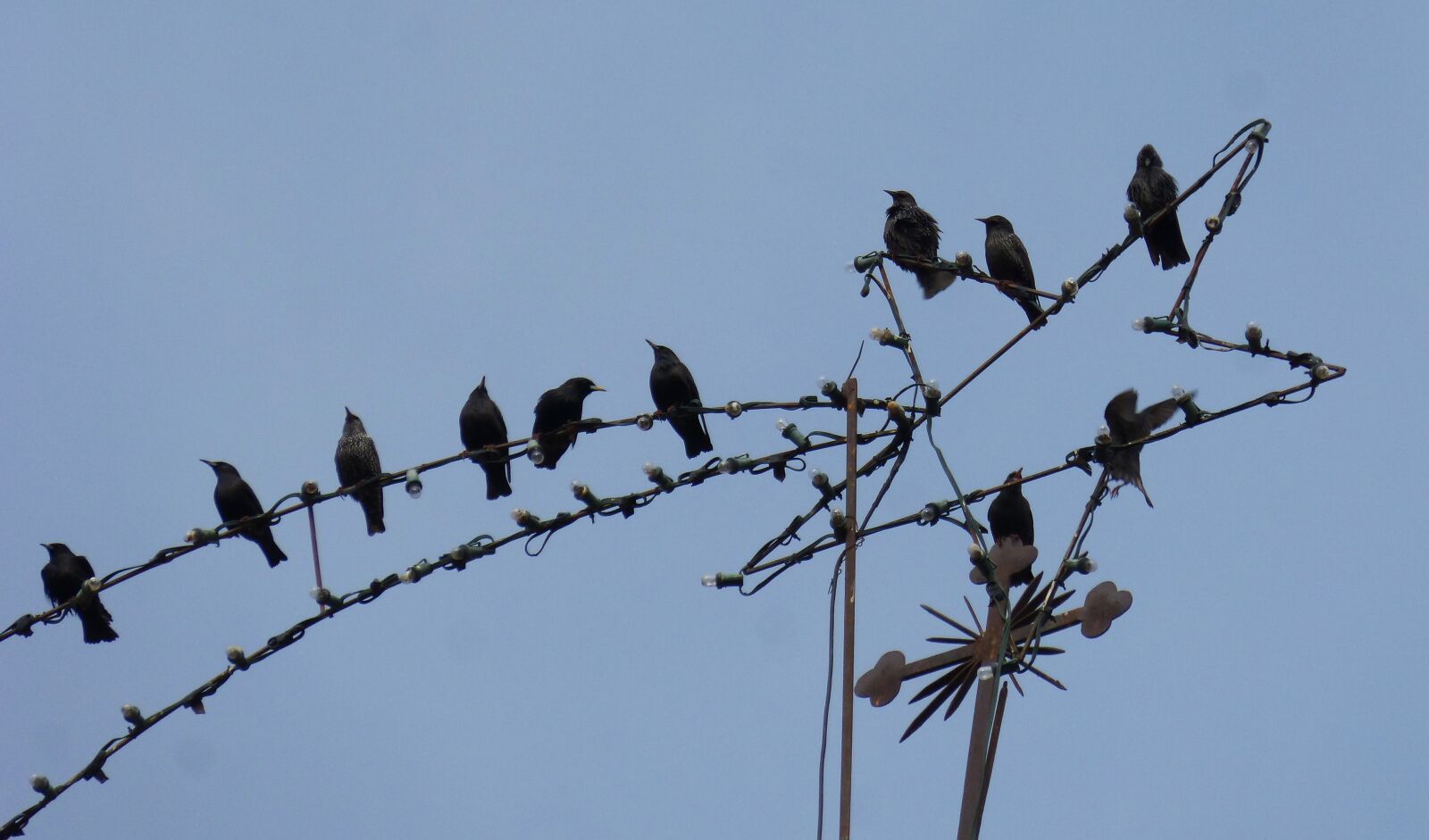 Panasonic DMC-FZ62 sample photo. Starlings, christmas star, belen photography