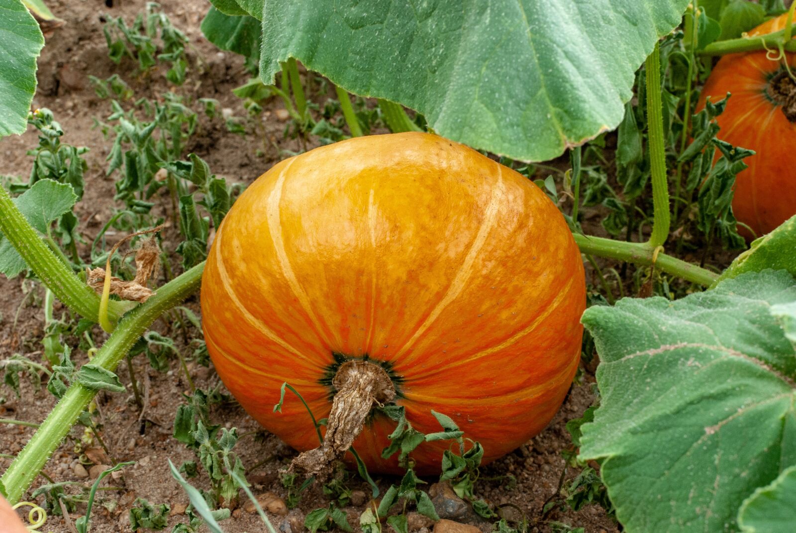 Nikon D80 sample photo. Pumpkin, vegetable, vegetable garden photography