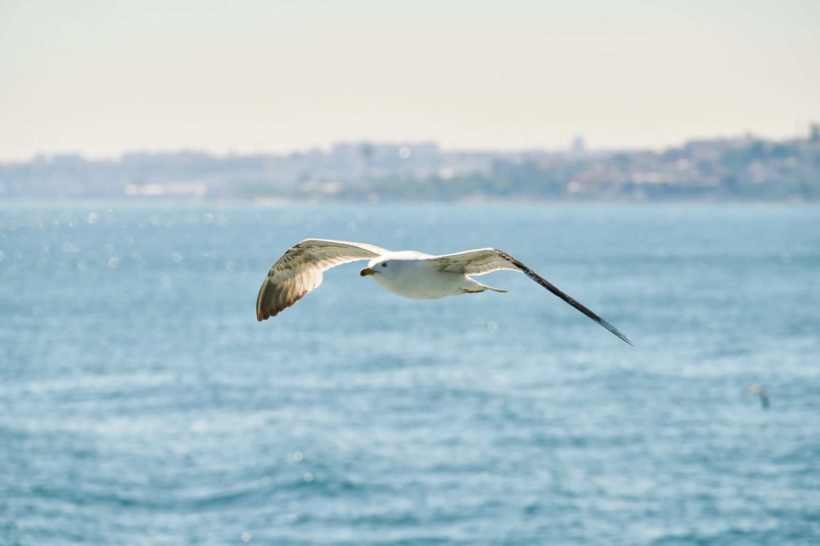Sony FE 70-200mm F4 G OSS sample photo. Seagull, bird, flying photography